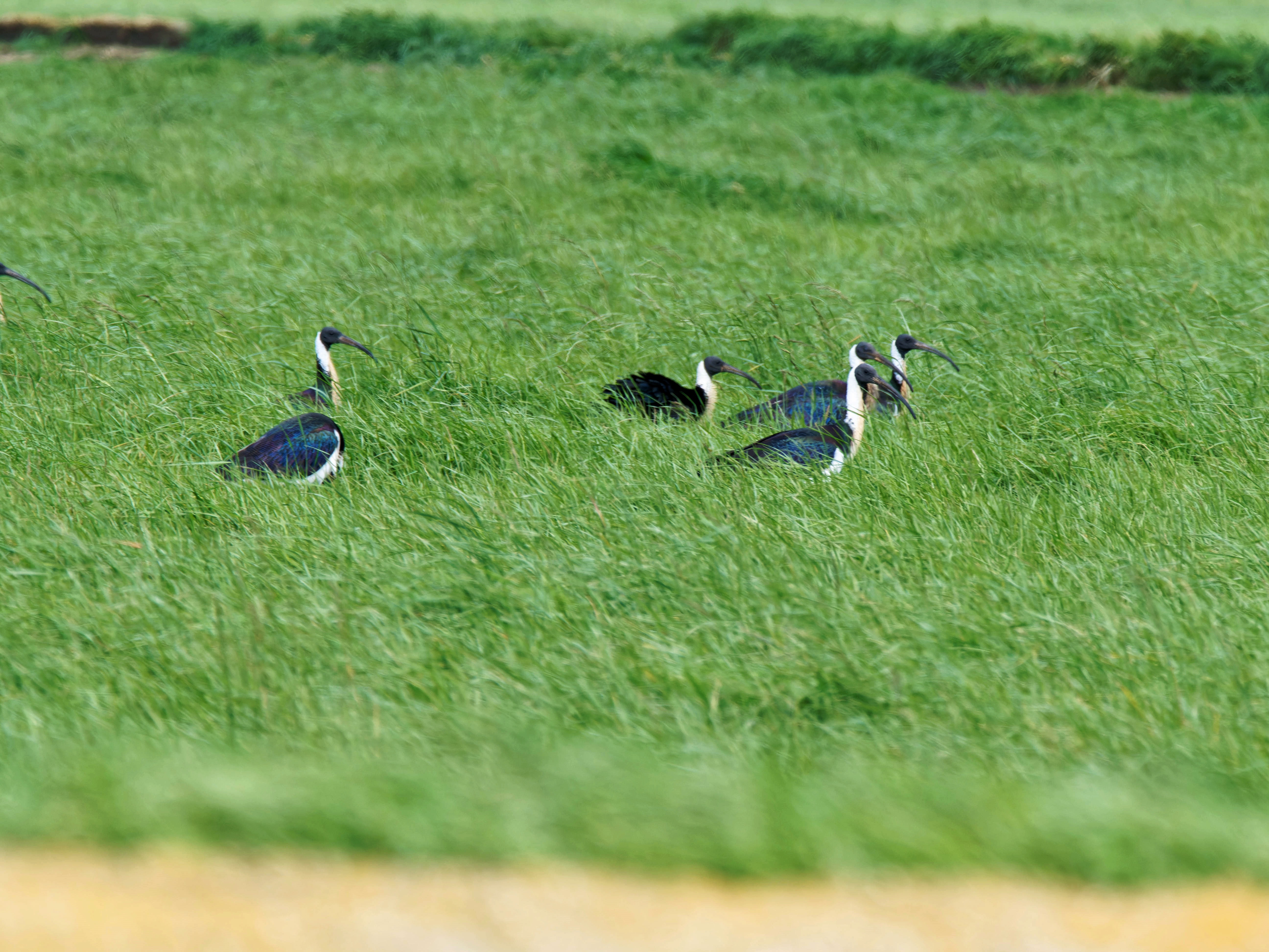 https://lemis.nyc3.digitaloceanspaces.com/grog/Photos/20250917/big/Birding-222.jpeg