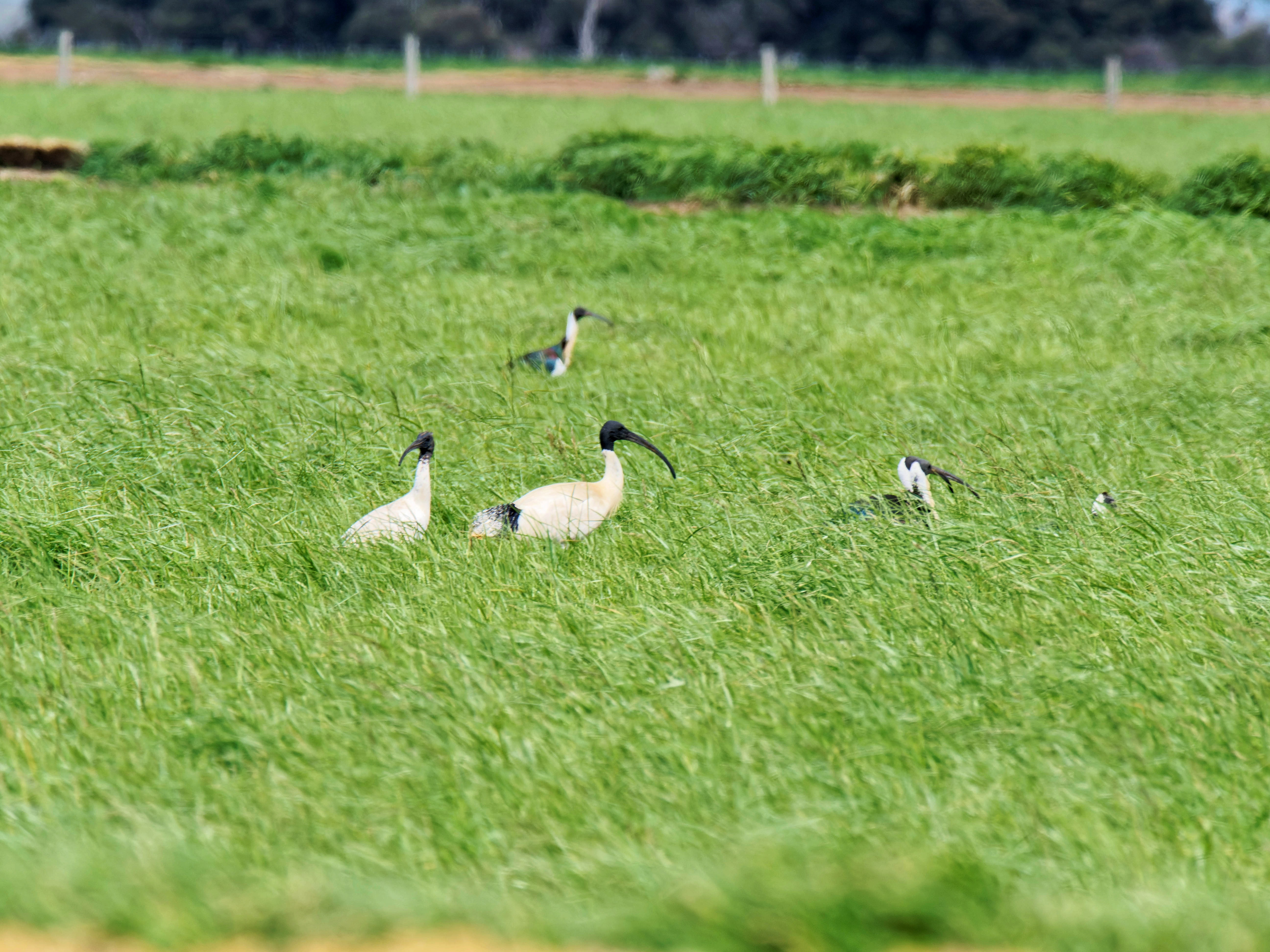 https://lemis.nyc3.digitaloceanspaces.com/grog/Photos/20250917/big/Birding-223.jpeg