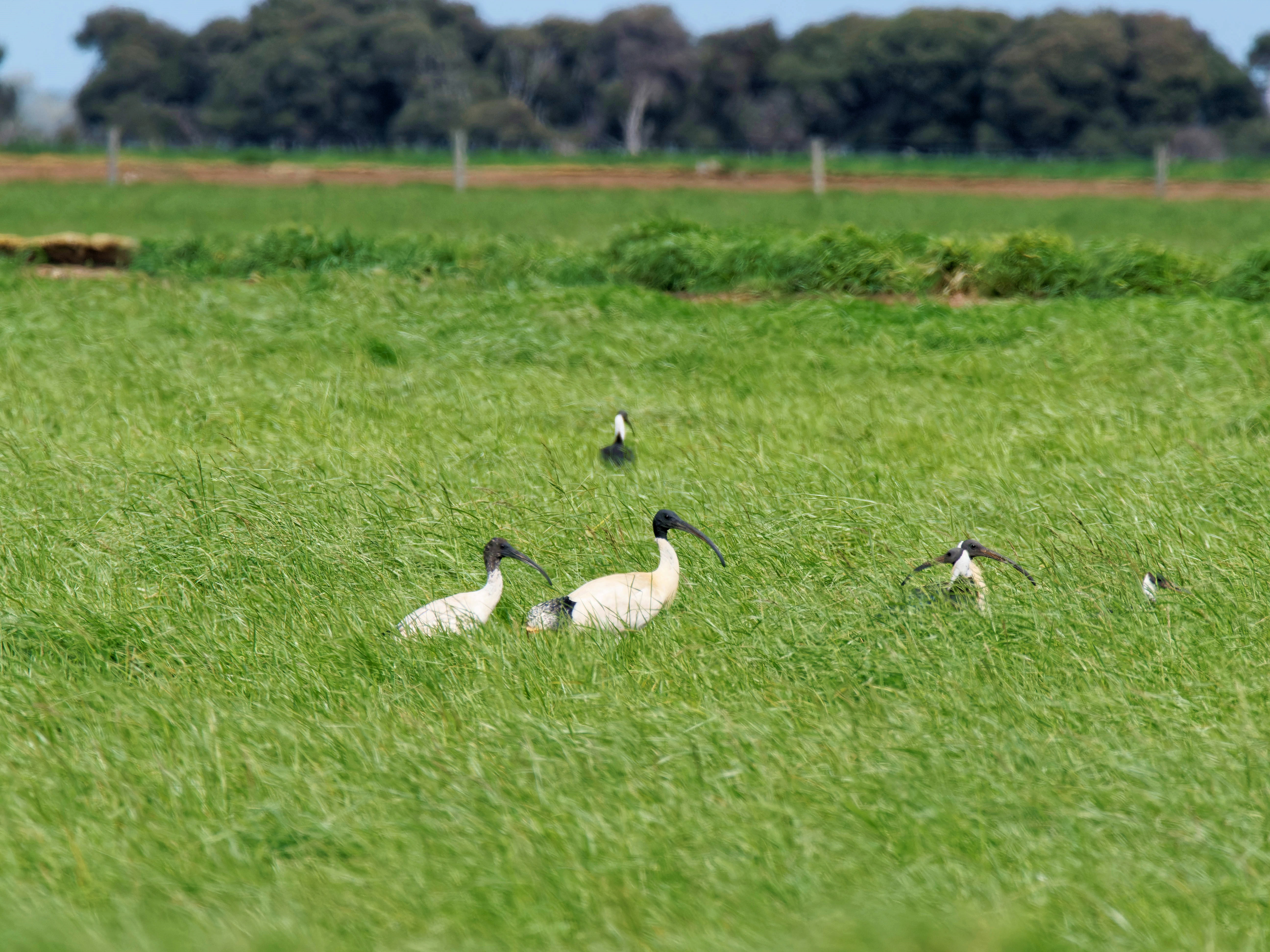 https://lemis.nyc3.digitaloceanspaces.com/grog/Photos/20250917/big/Birding-225.jpeg