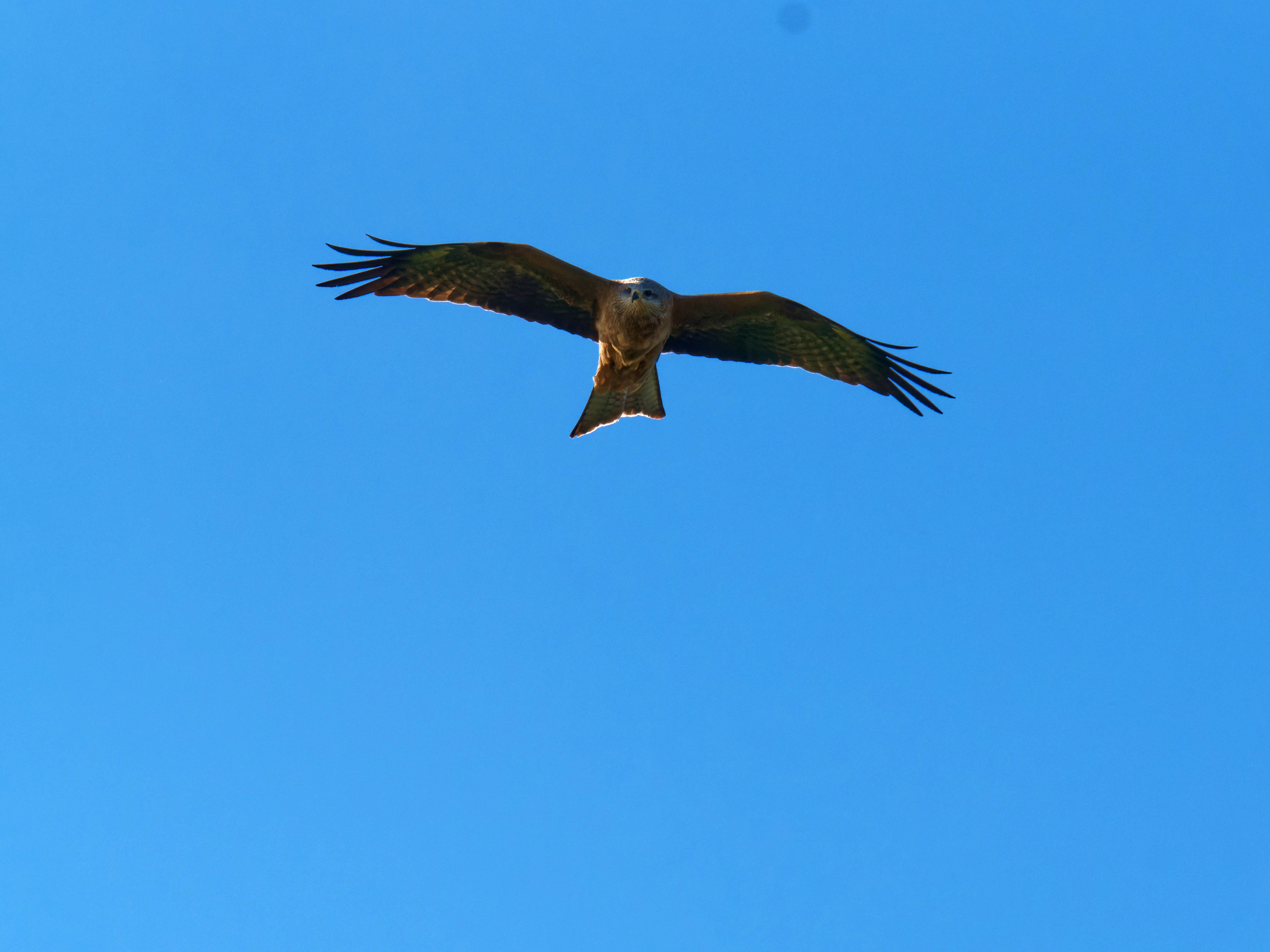 https://lemis.nyc3.digitaloceanspaces.com/grog/Photos/20250917/big/Birding-23.jpeg