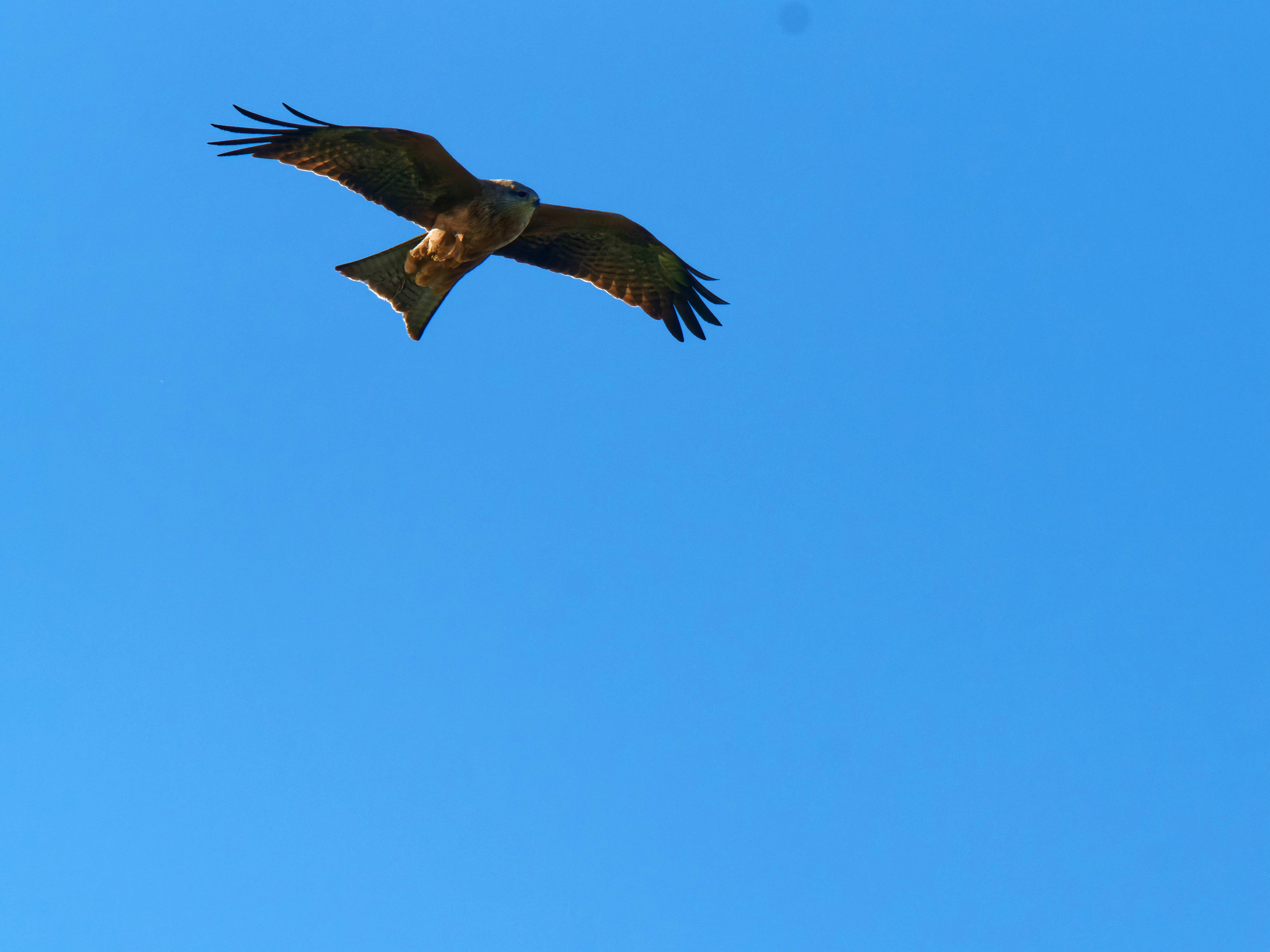 https://lemis.nyc3.digitaloceanspaces.com/grog/Photos/20250917/big/Birding-24.jpeg