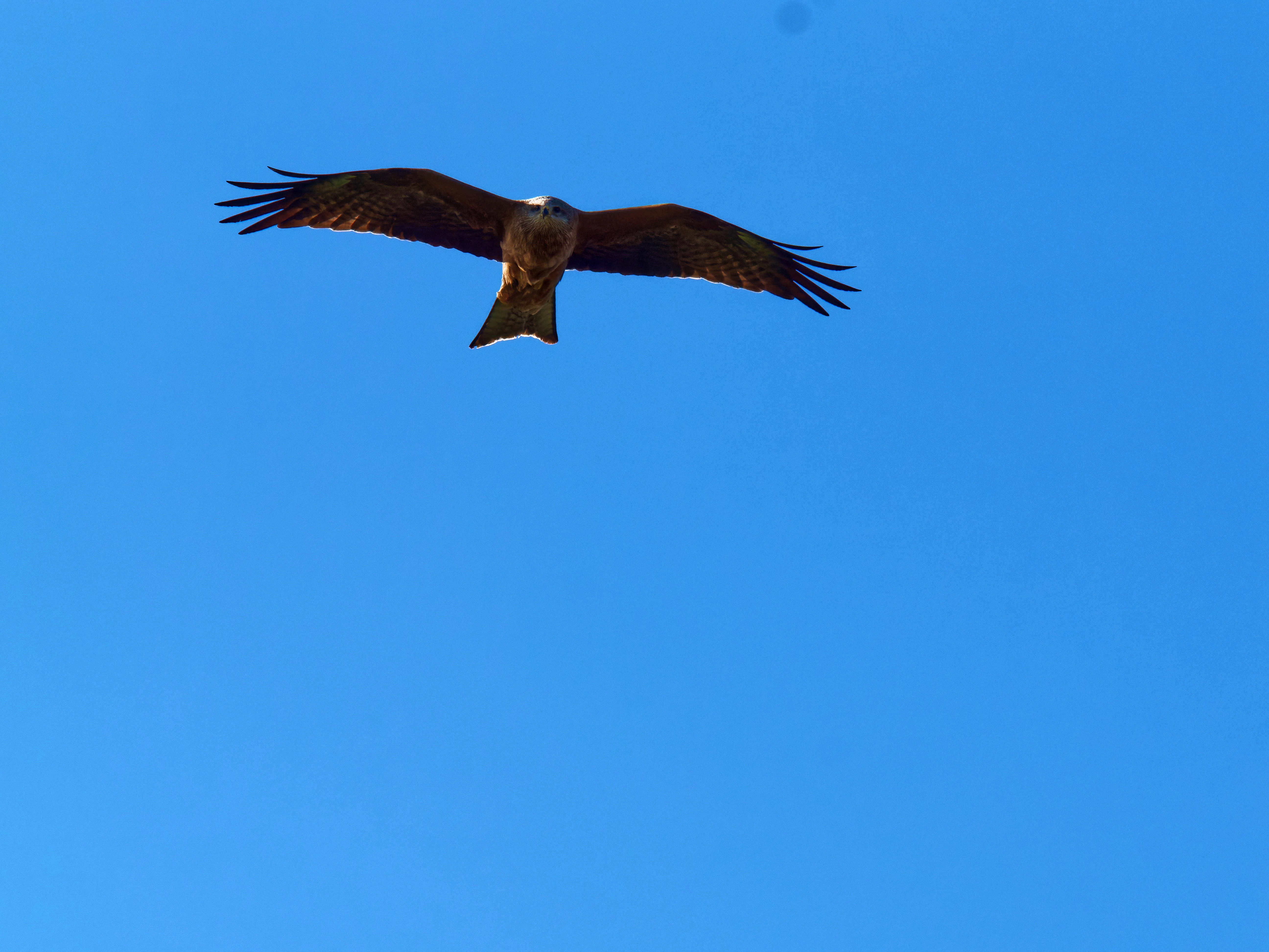 https://lemis.nyc3.digitaloceanspaces.com/grog/Photos/20250917/big/Birding-25.jpeg