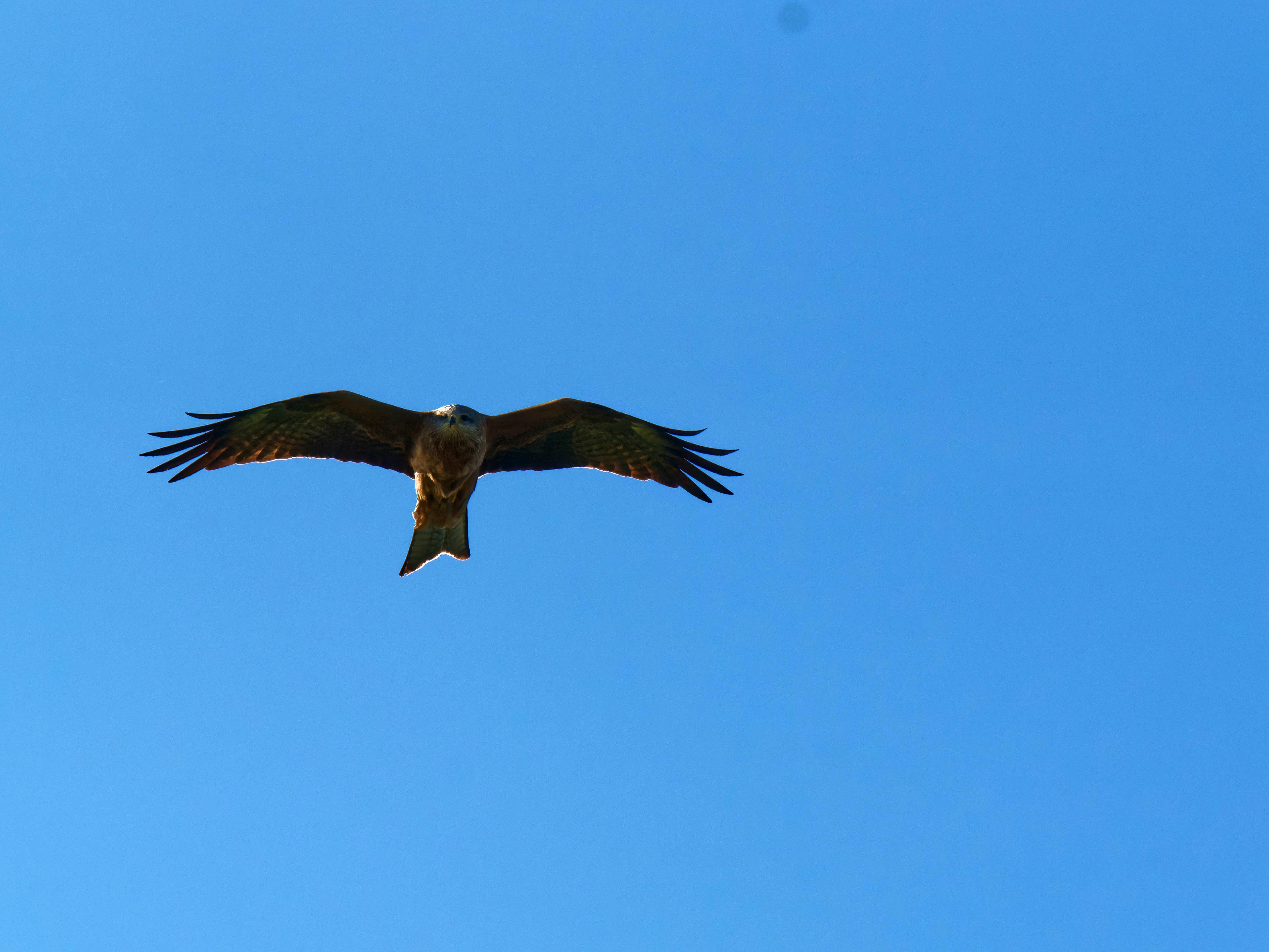 https://lemis.nyc3.digitaloceanspaces.com/grog/Photos/20250917/big/Birding-26.jpeg