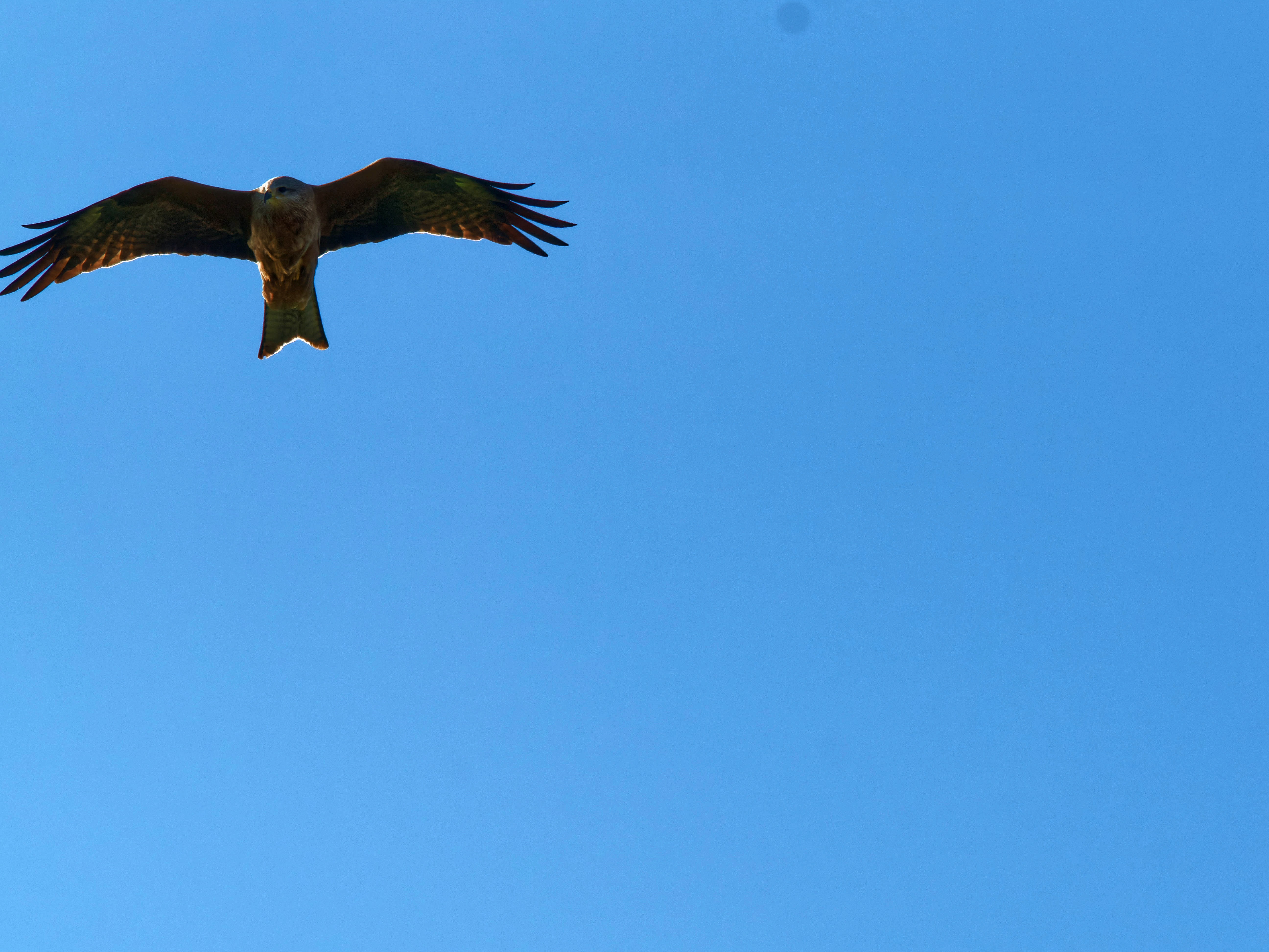 https://lemis.nyc3.digitaloceanspaces.com/grog/Photos/20250917/big/Birding-27.jpeg