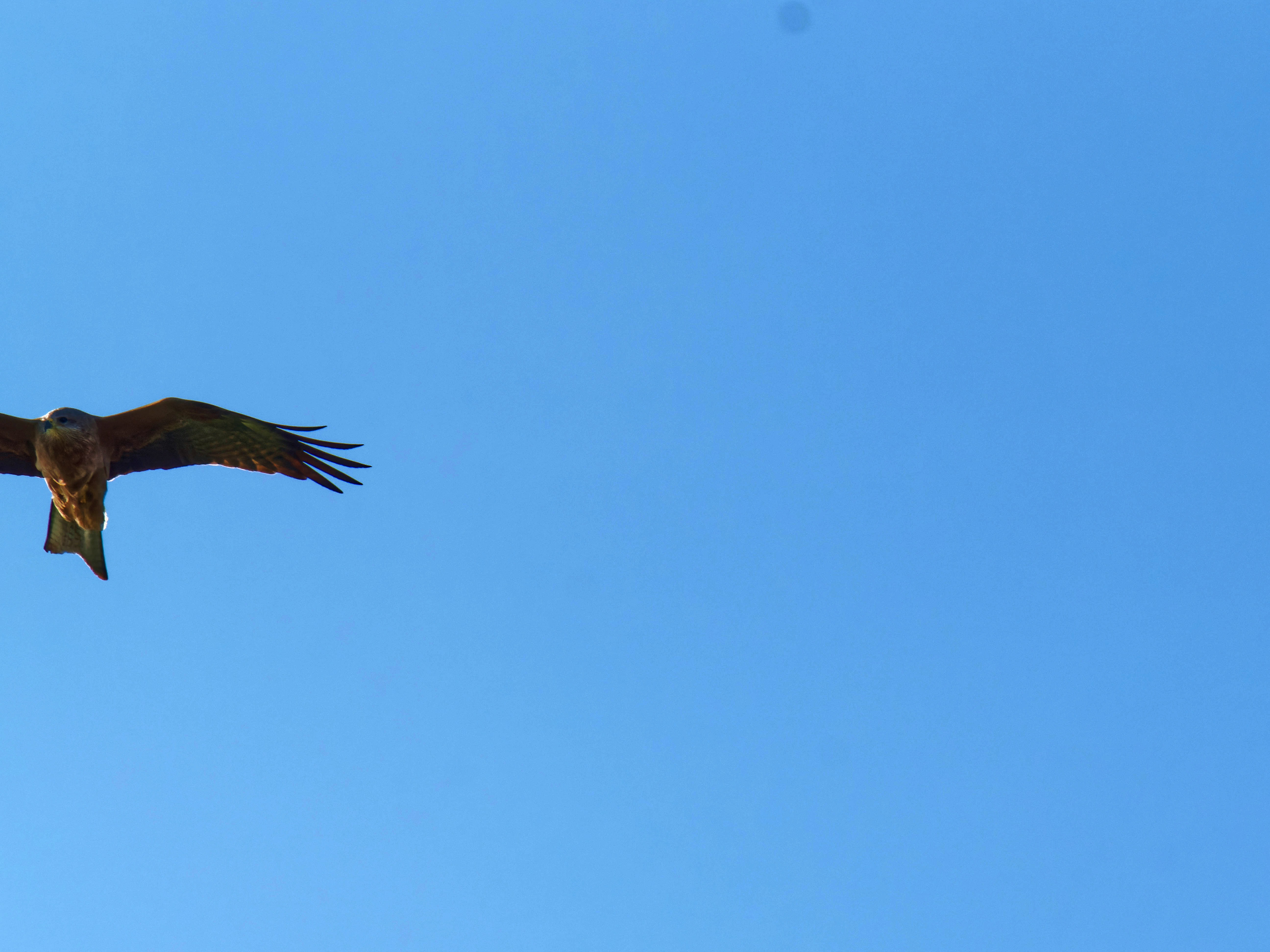 https://lemis.nyc3.digitaloceanspaces.com/grog/Photos/20250917/big/Birding-28.jpeg