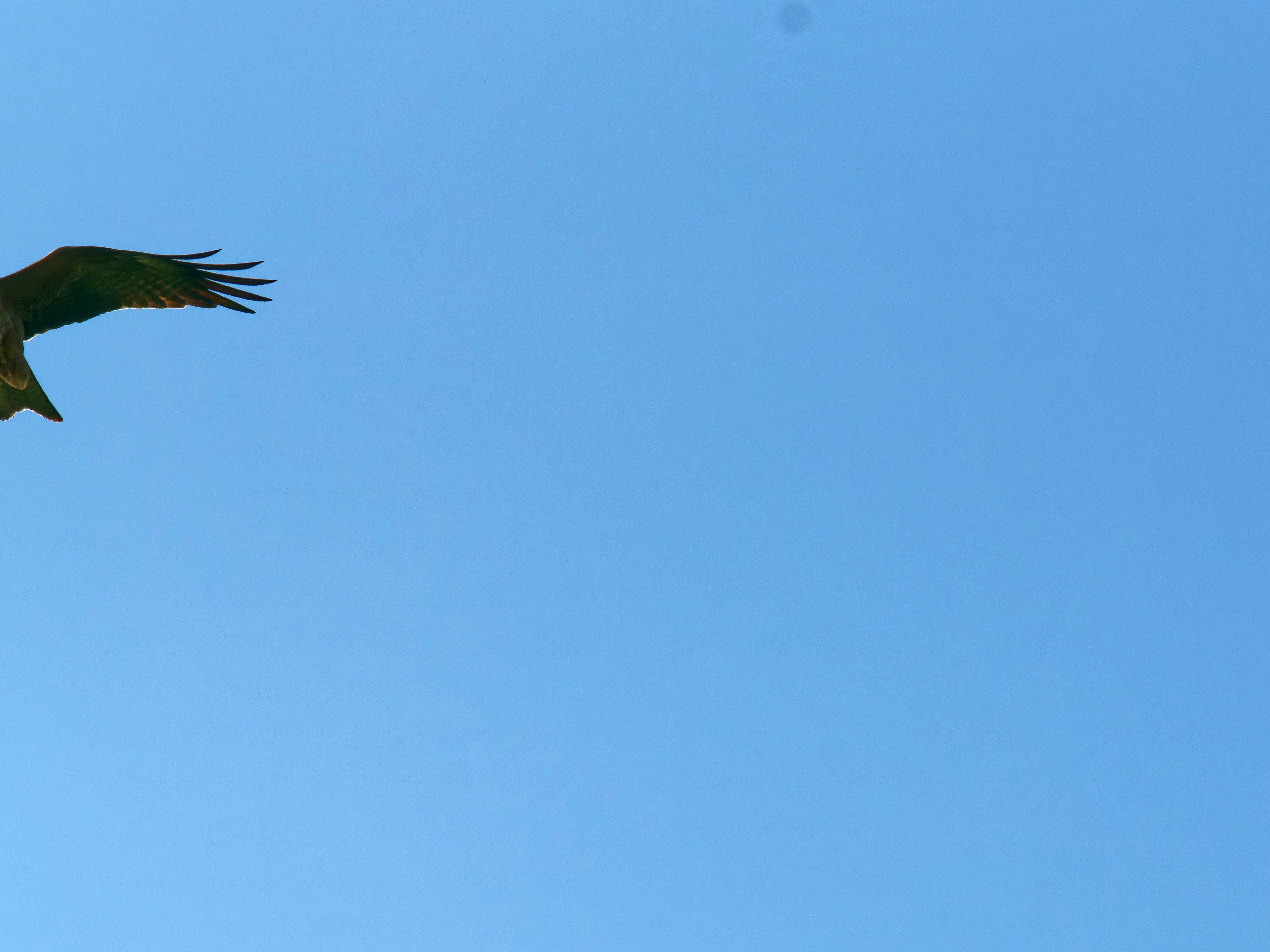 https://lemis.nyc3.digitaloceanspaces.com/grog/Photos/20250917/big/Birding-29.jpeg