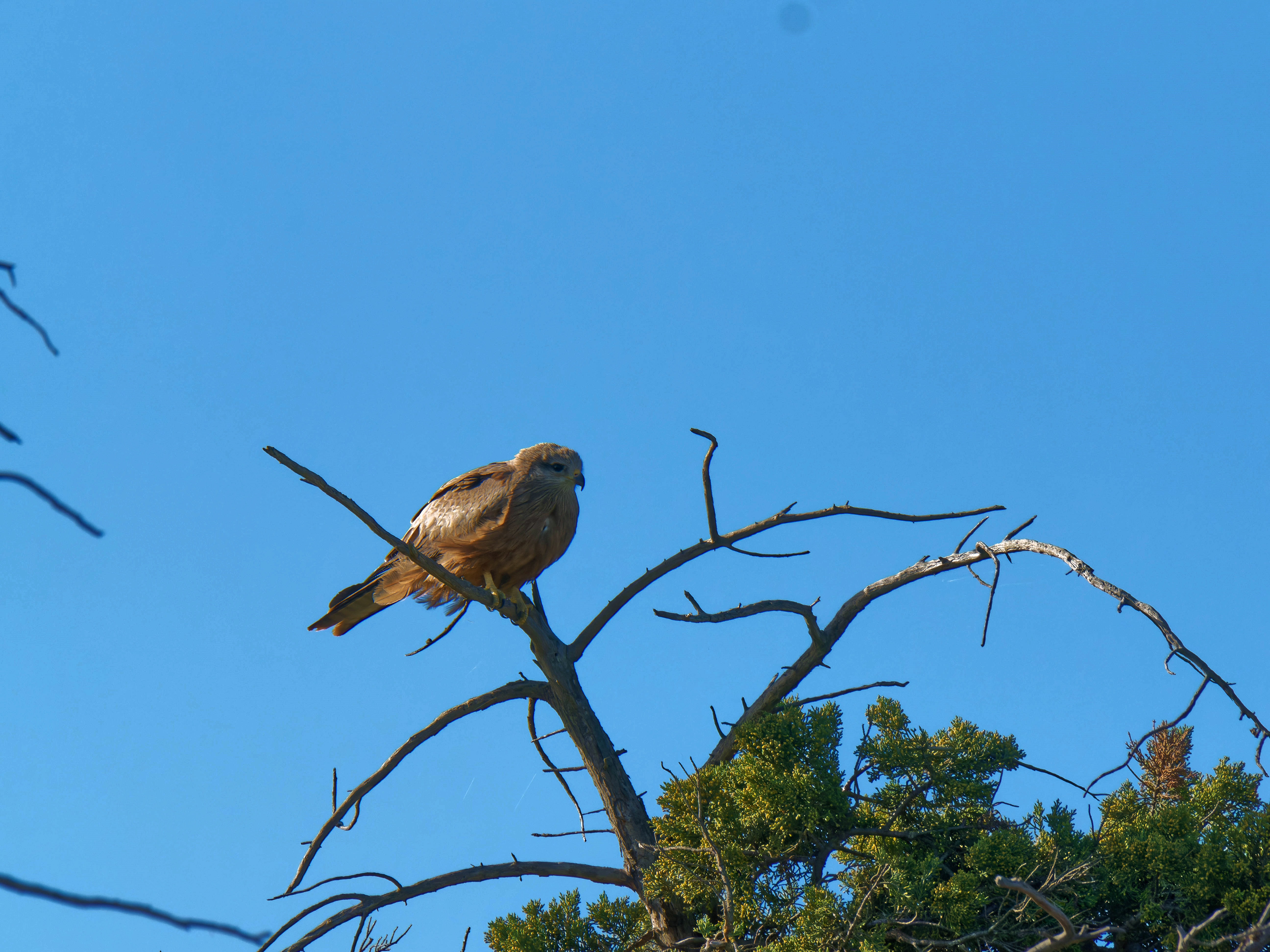 https://lemis.nyc3.digitaloceanspaces.com/grog/Photos/20250917/big/Birding-3.jpeg