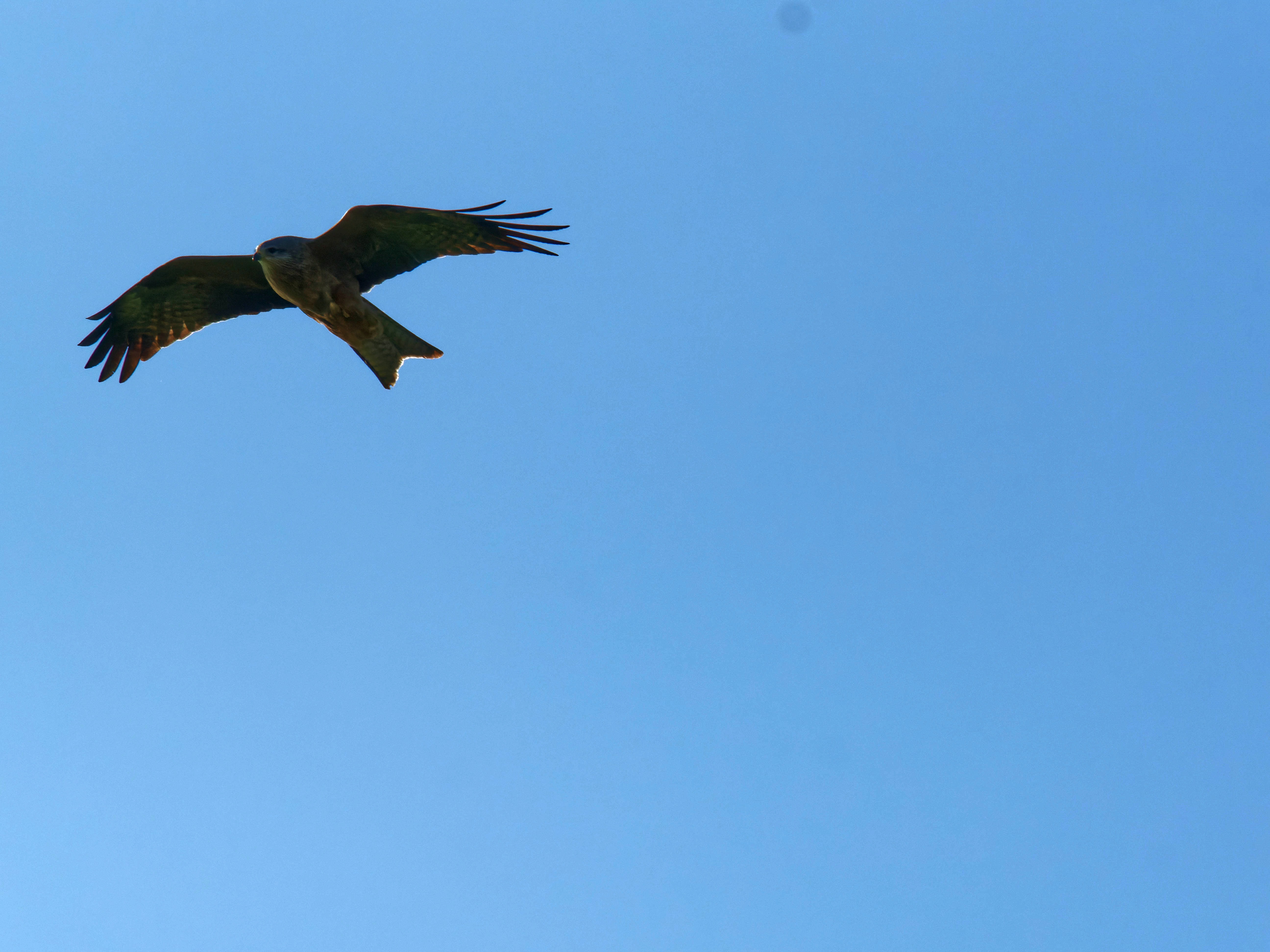 https://lemis.nyc3.digitaloceanspaces.com/grog/Photos/20250917/big/Birding-30.jpeg