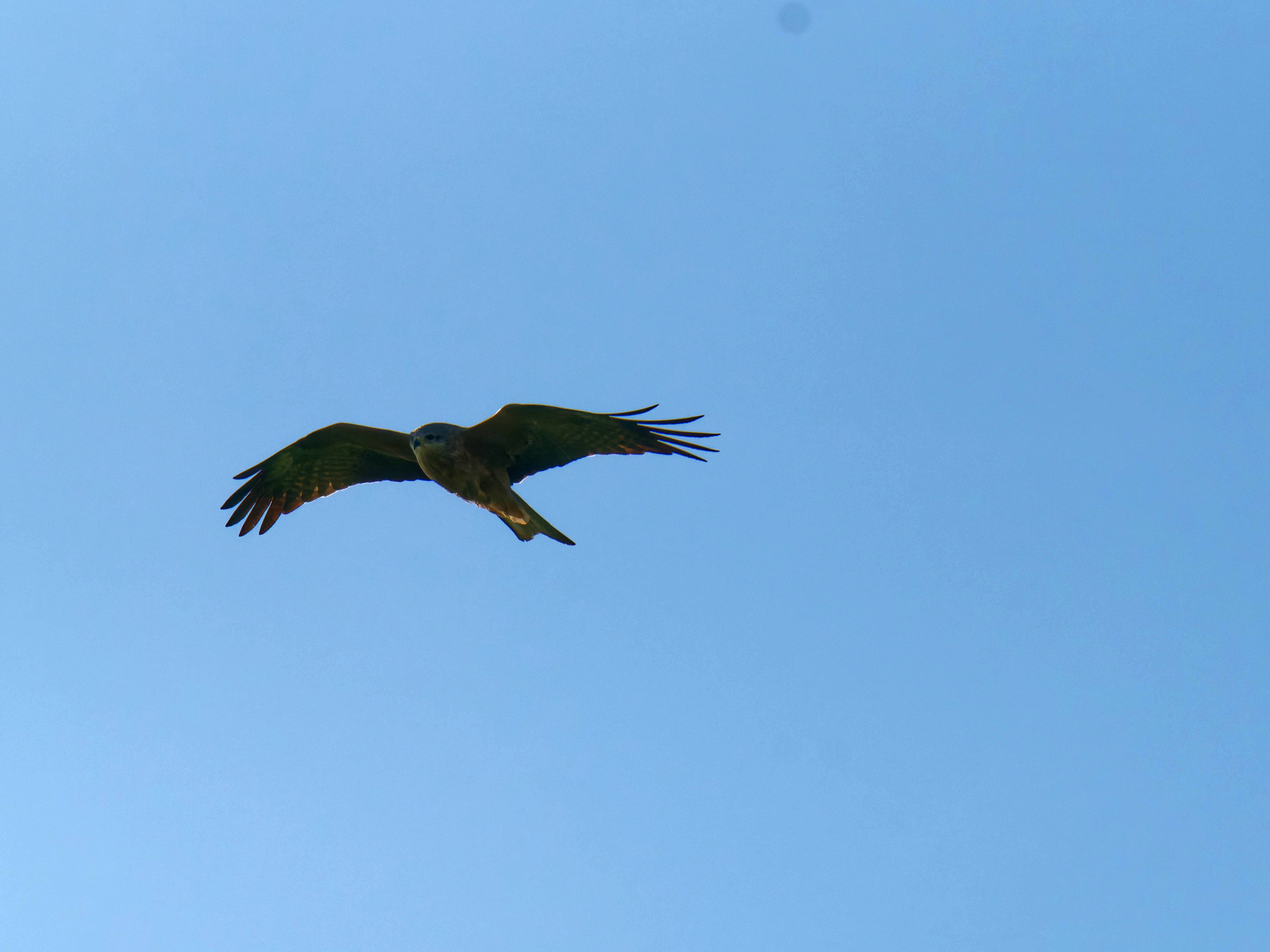 https://lemis.nyc3.digitaloceanspaces.com/grog/Photos/20250917/big/Birding-31.jpeg