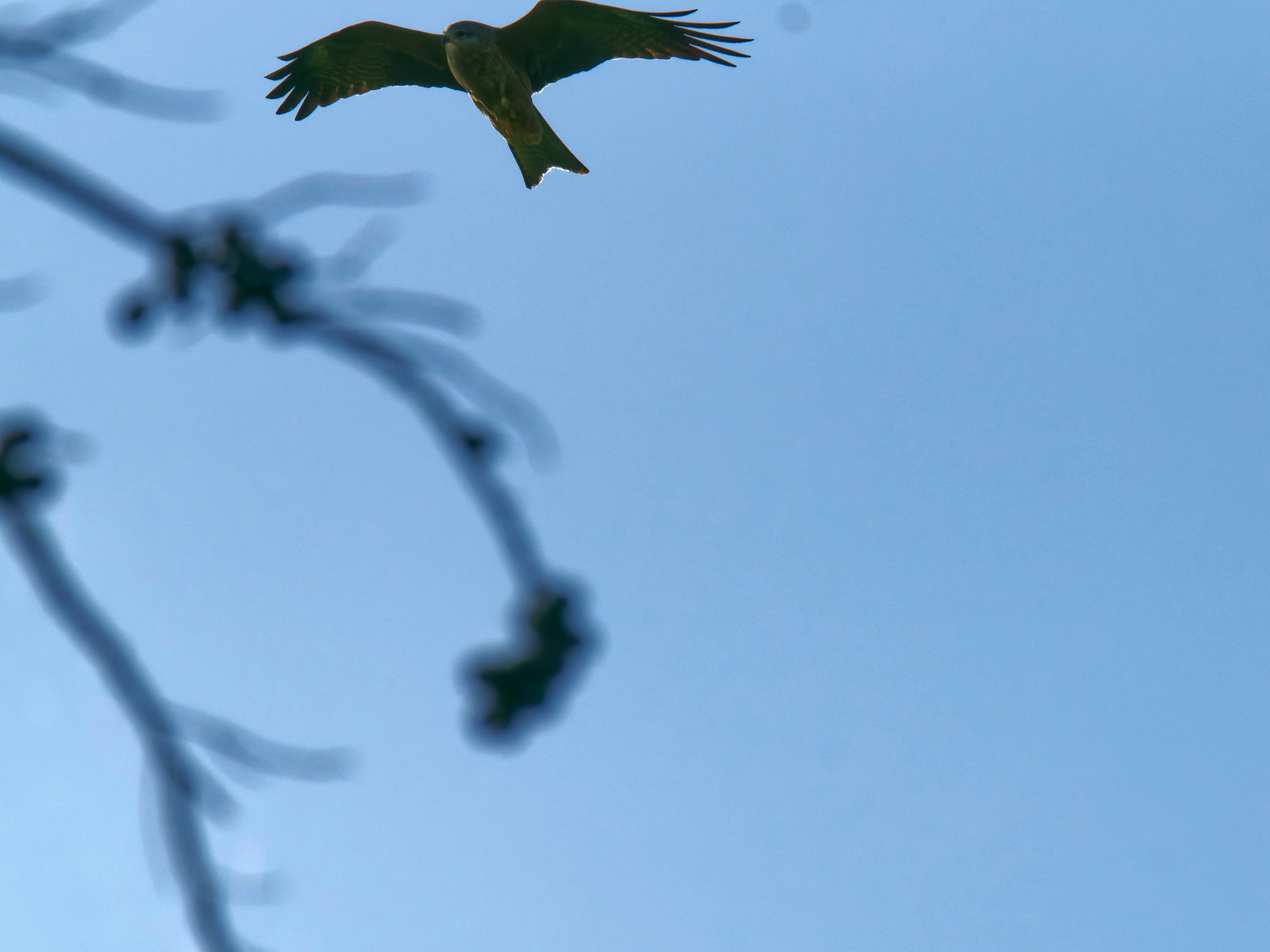 https://lemis.nyc3.digitaloceanspaces.com/grog/Photos/20250917/big/Birding-32.jpeg