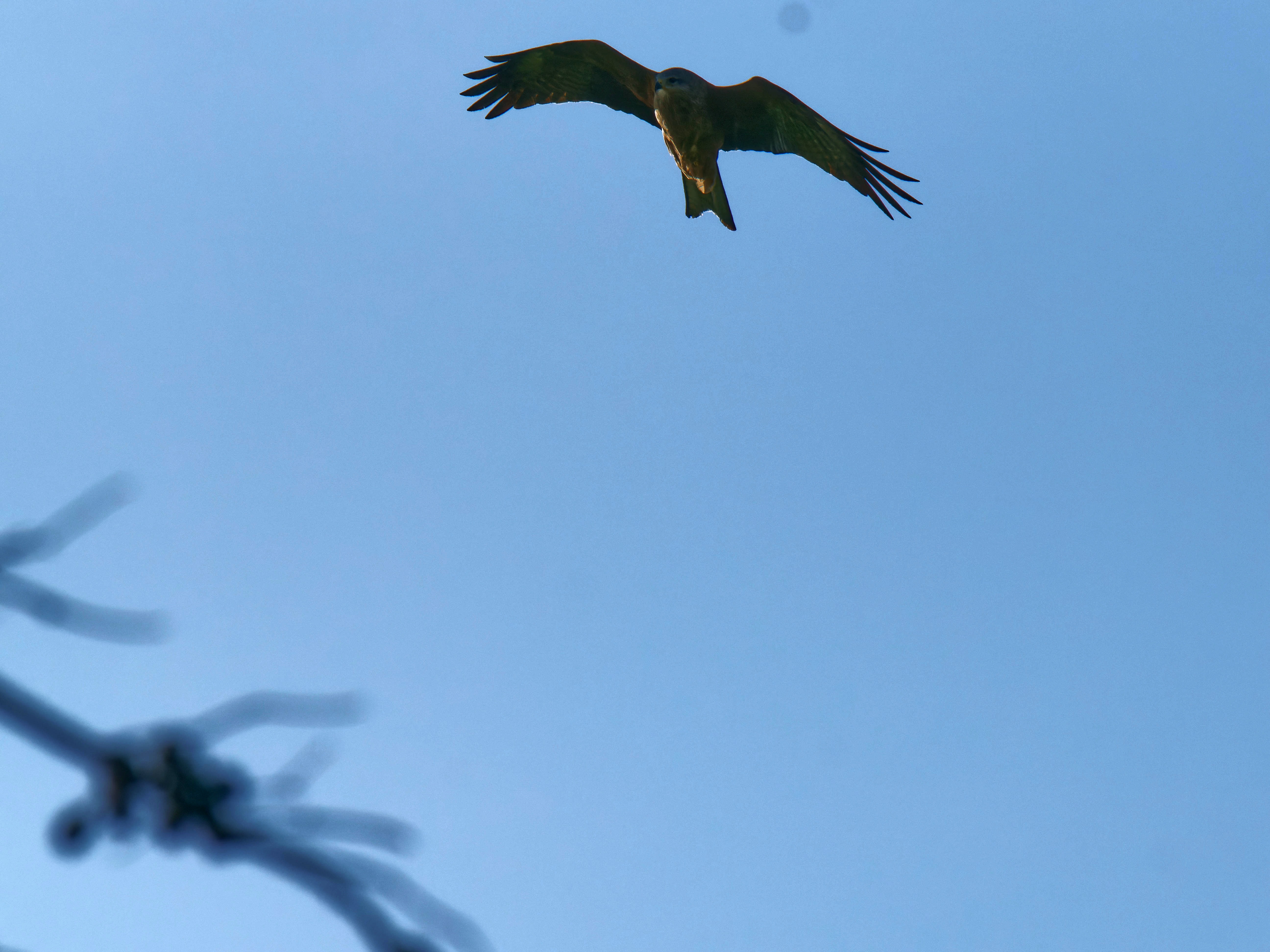 https://lemis.nyc3.digitaloceanspaces.com/grog/Photos/20250917/big/Birding-33.jpeg