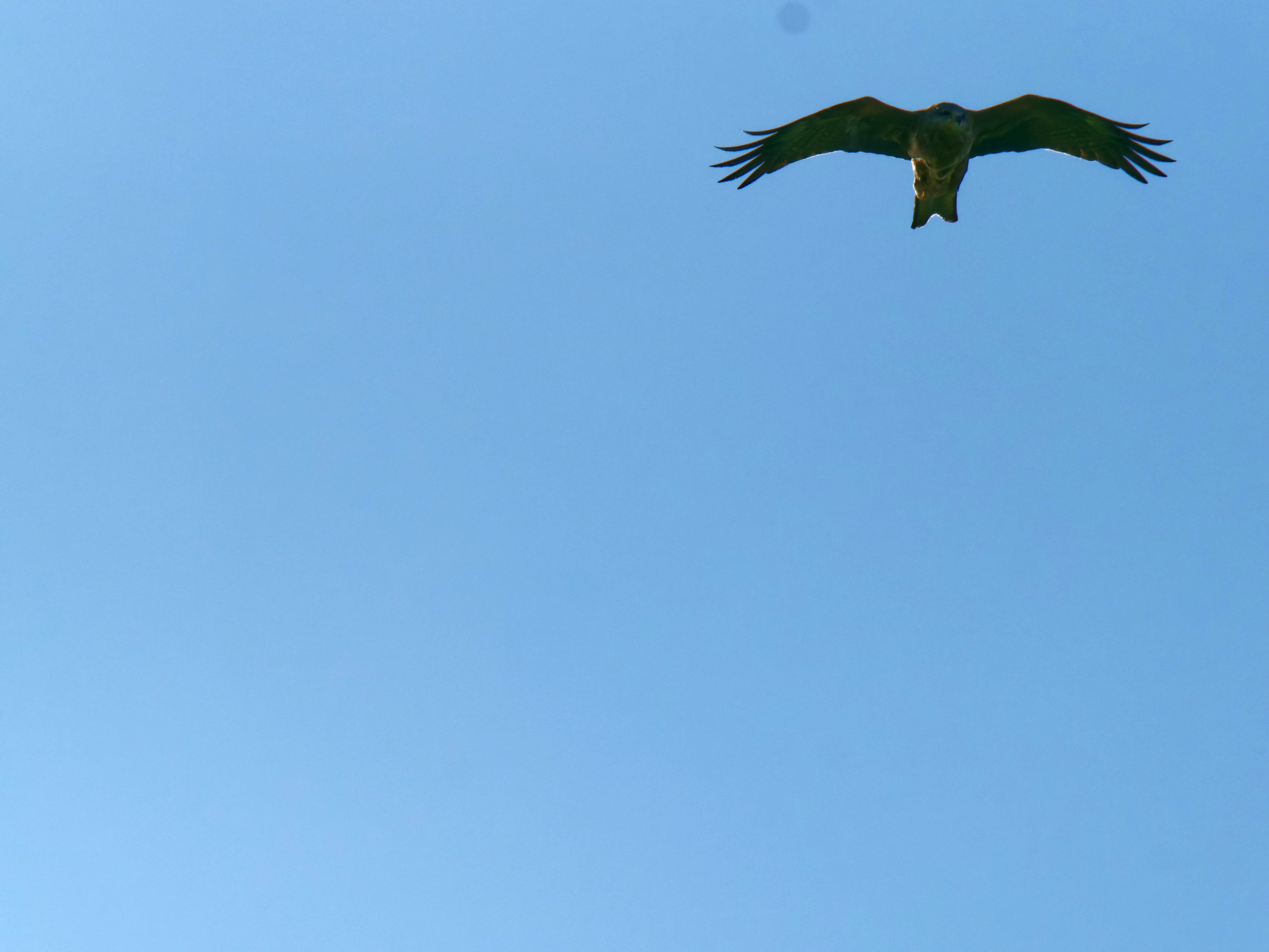 https://lemis.nyc3.digitaloceanspaces.com/grog/Photos/20250917/big/Birding-34.jpeg