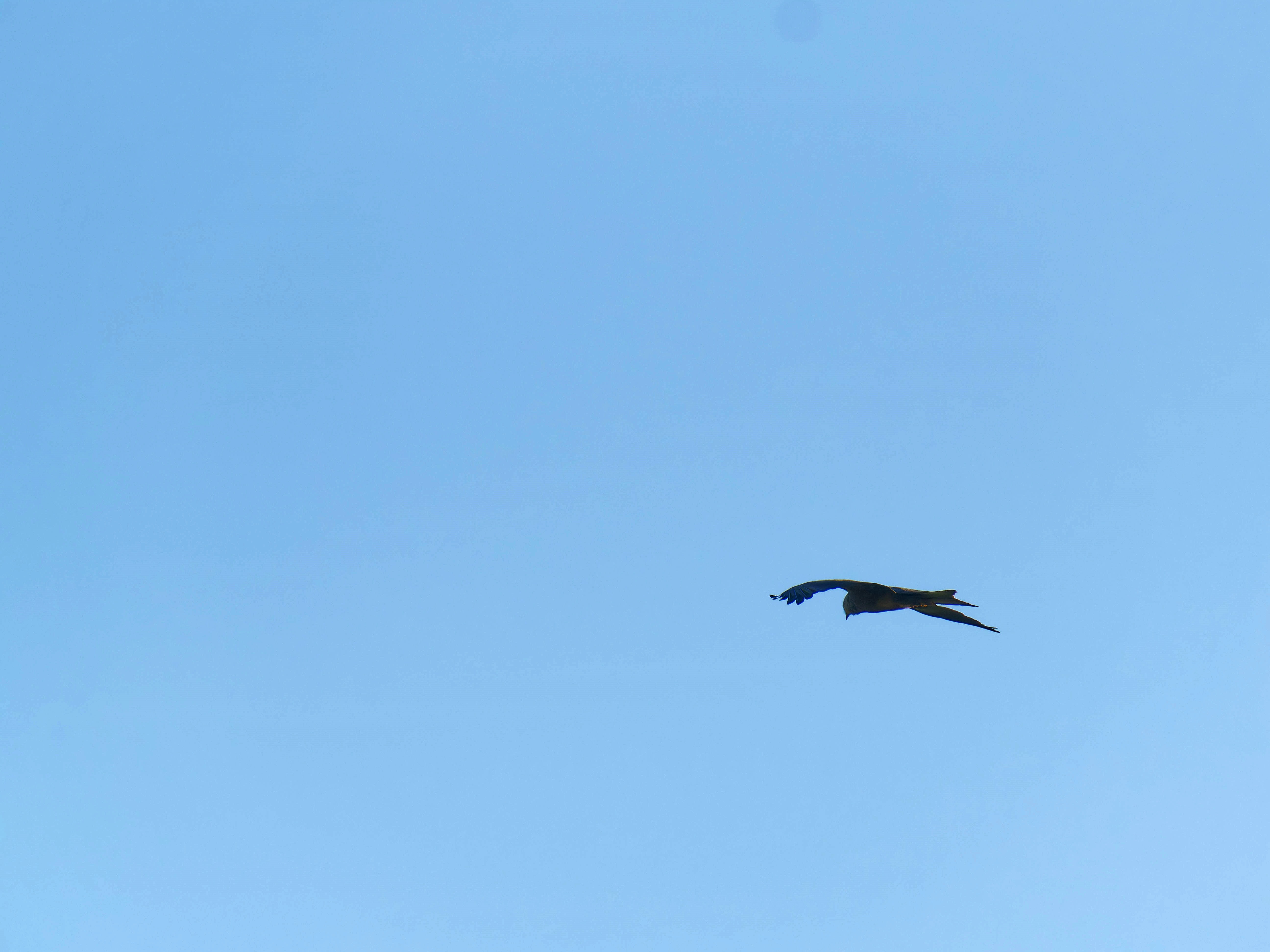 https://lemis.nyc3.digitaloceanspaces.com/grog/Photos/20250917/big/Birding-36.jpeg