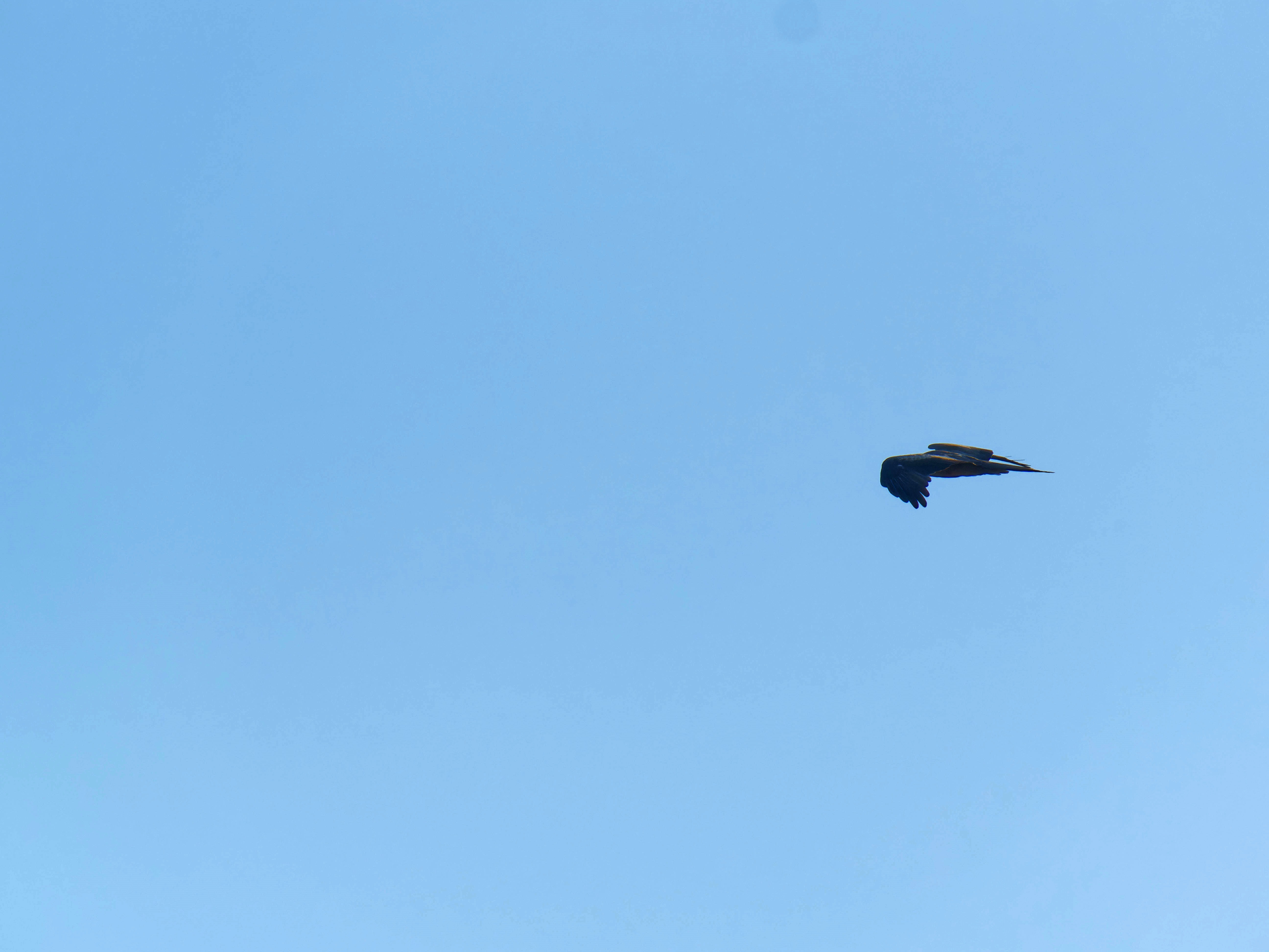 https://lemis.nyc3.digitaloceanspaces.com/grog/Photos/20250917/big/Birding-37.jpeg