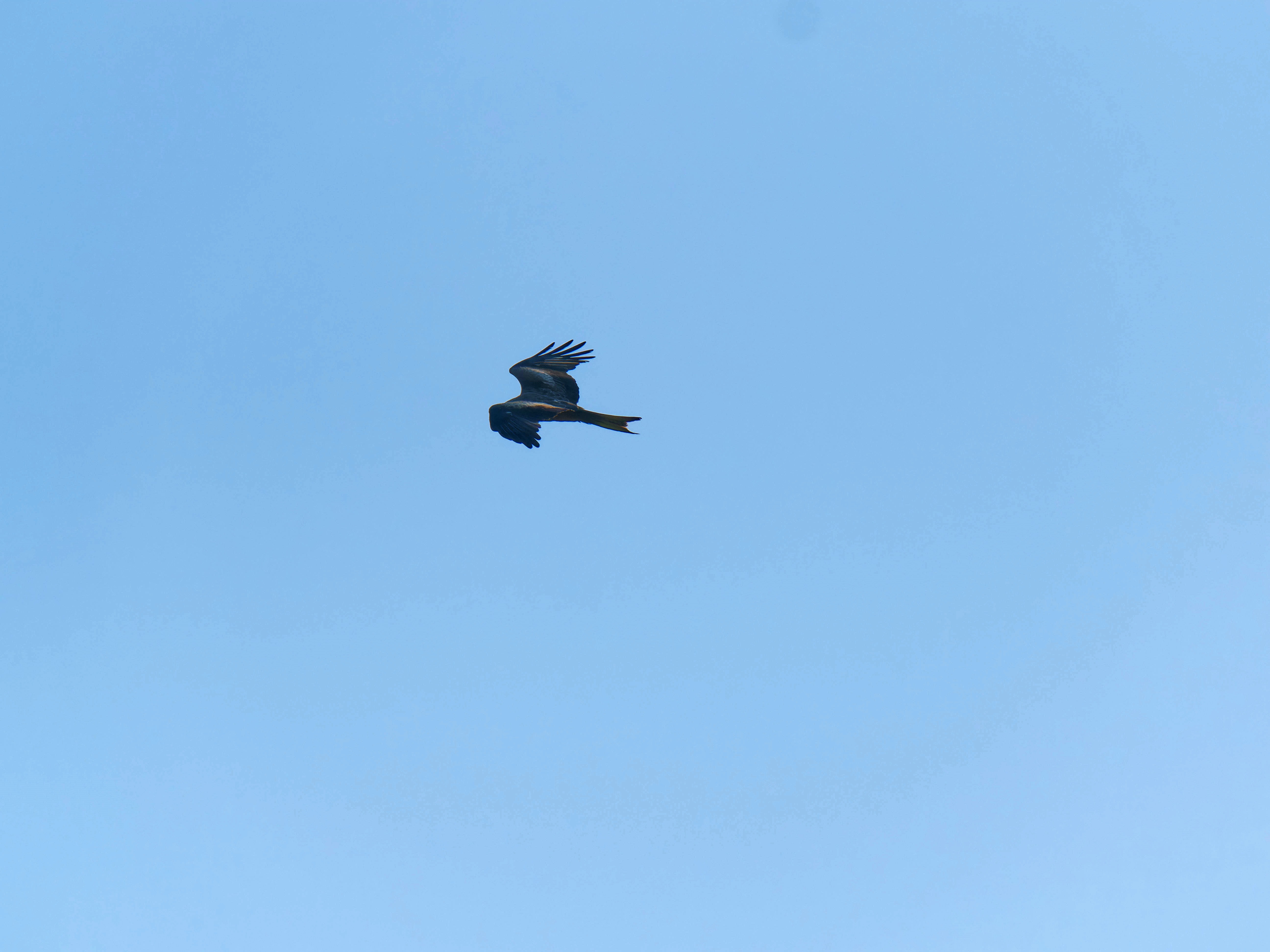 https://lemis.nyc3.digitaloceanspaces.com/grog/Photos/20250917/big/Birding-38.jpeg