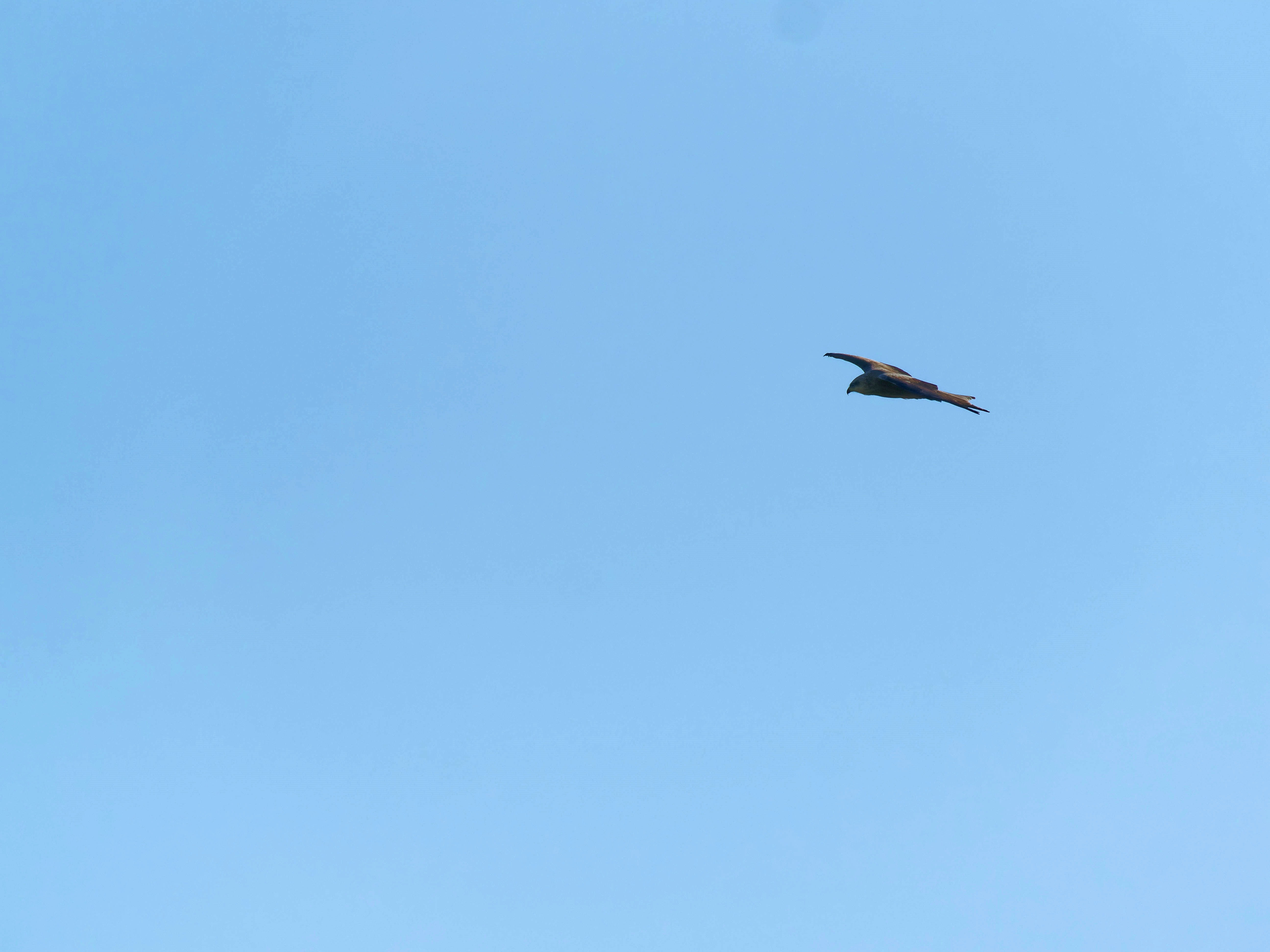 https://lemis.nyc3.digitaloceanspaces.com/grog/Photos/20250917/big/Birding-39.jpeg