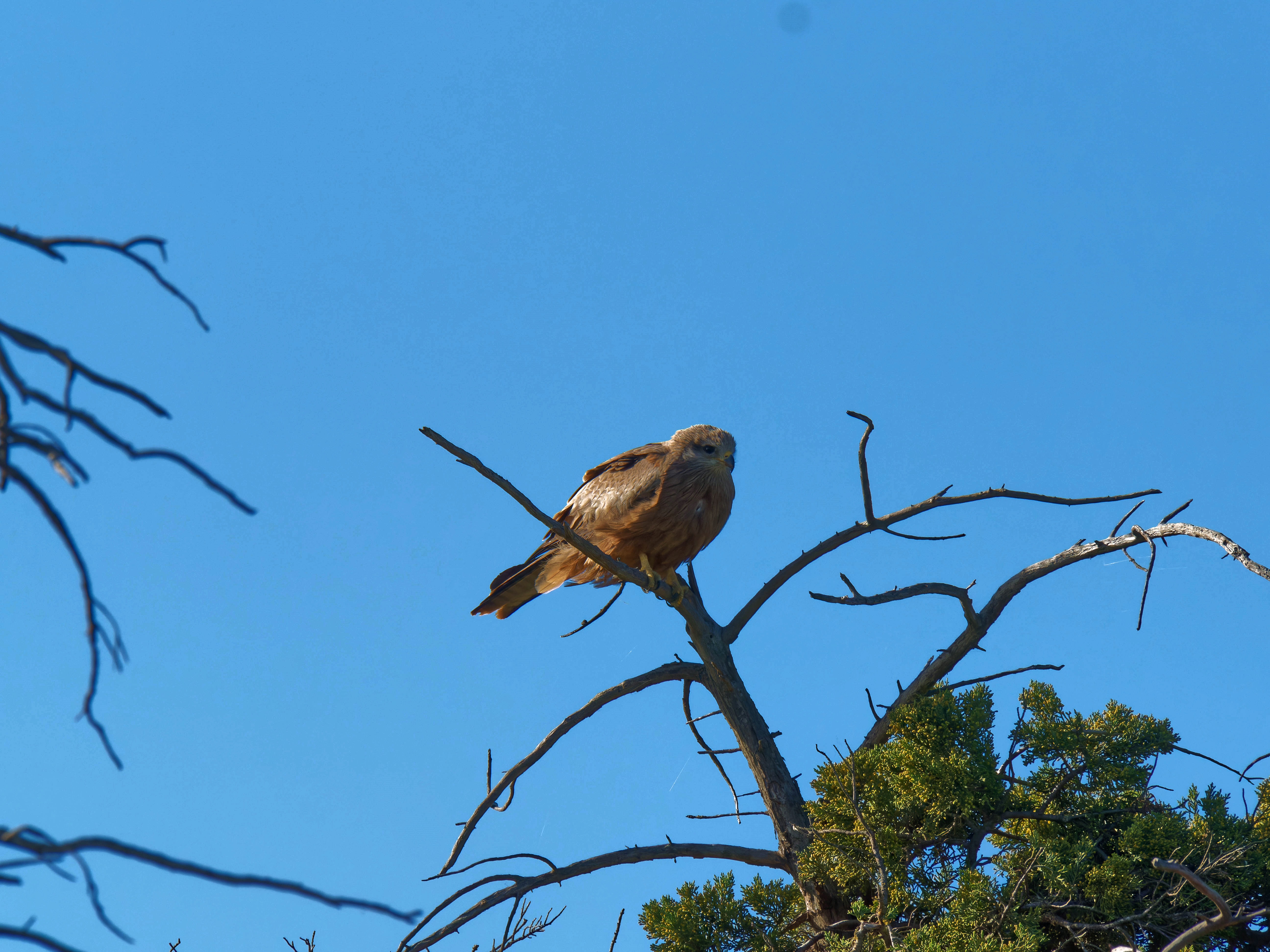 https://lemis.nyc3.digitaloceanspaces.com/grog/Photos/20250917/big/Birding-4.jpeg