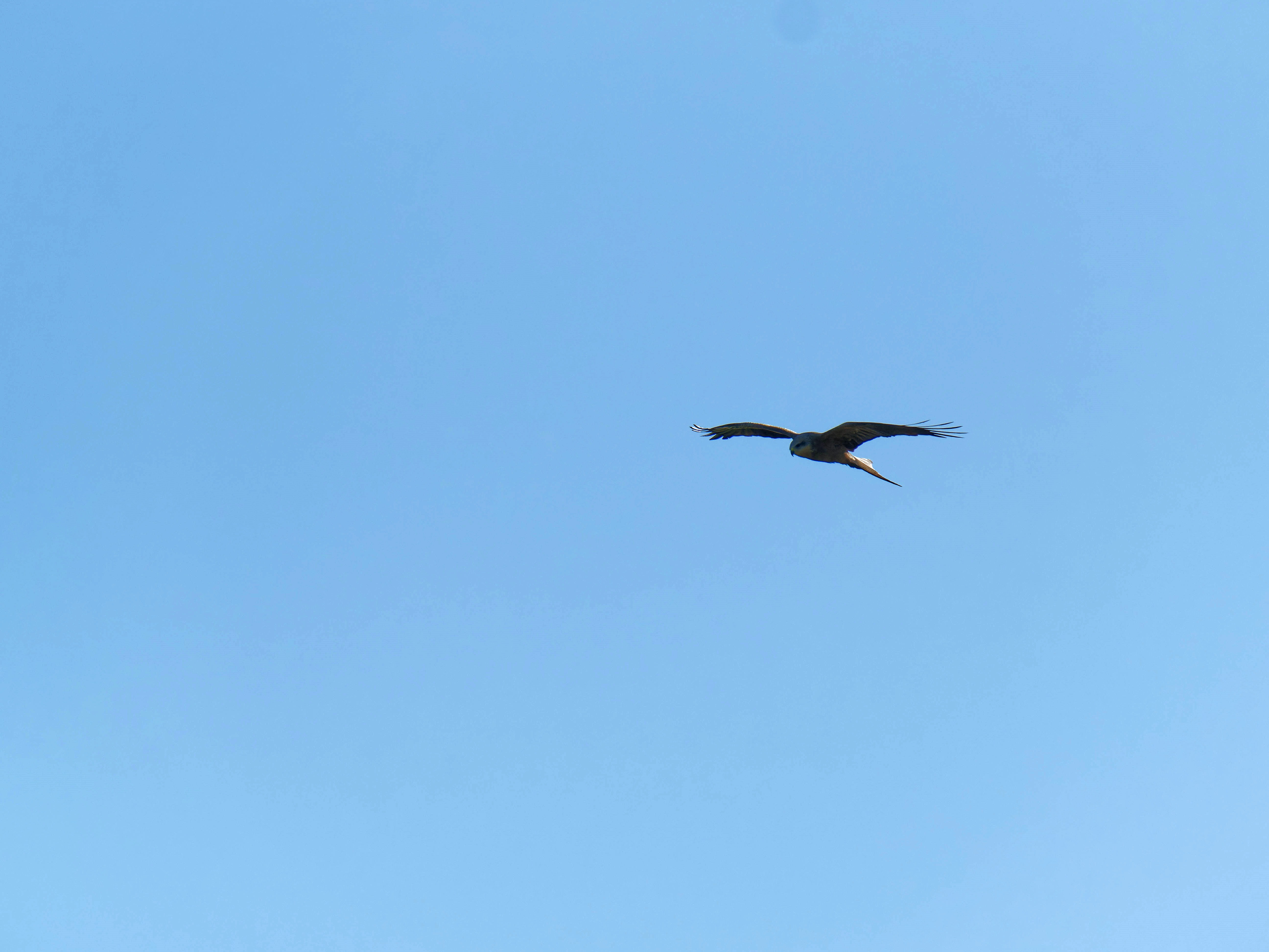 https://lemis.nyc3.digitaloceanspaces.com/grog/Photos/20250917/big/Birding-40.jpeg
