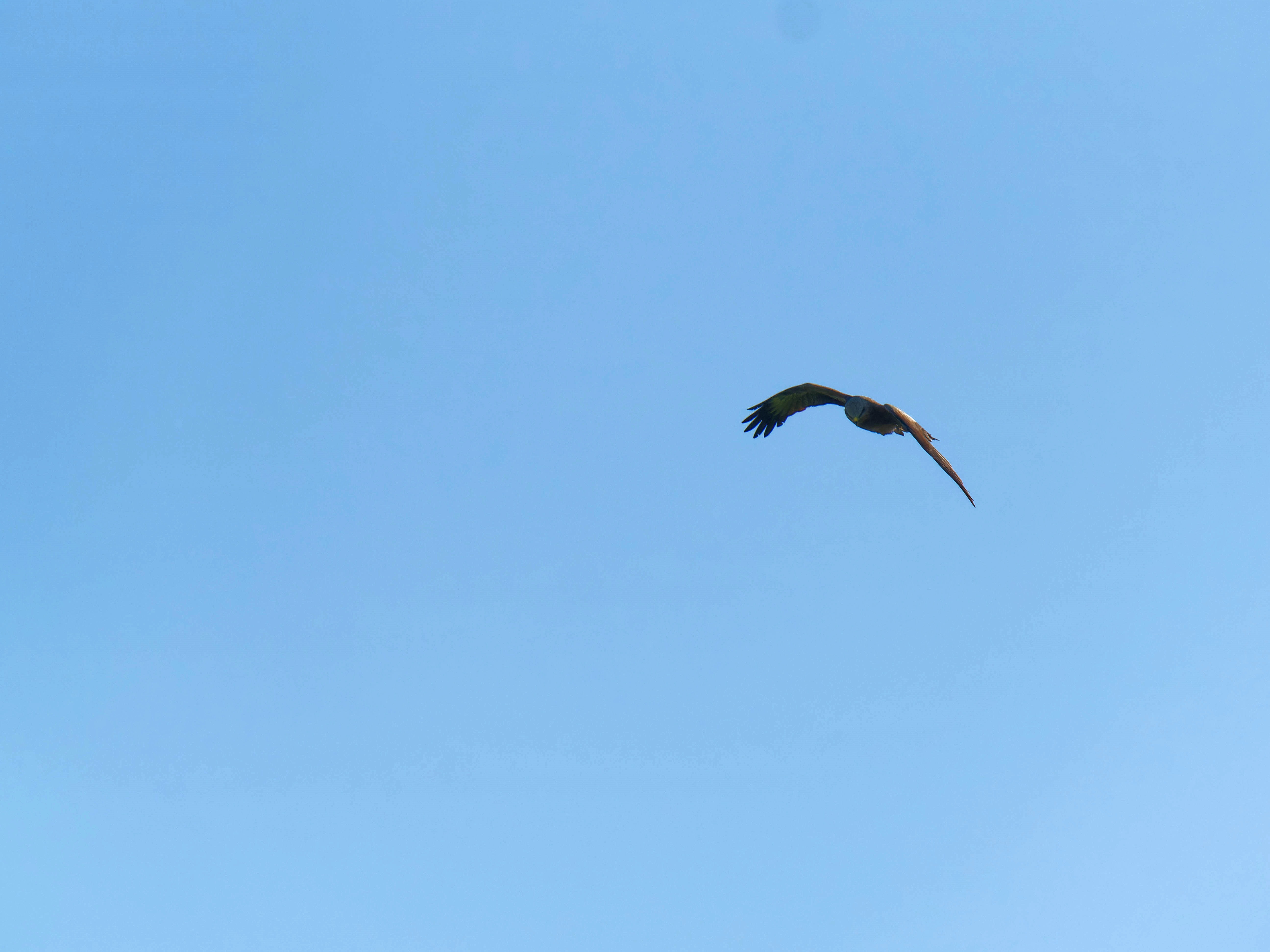 https://lemis.nyc3.digitaloceanspaces.com/grog/Photos/20250917/big/Birding-41.jpeg