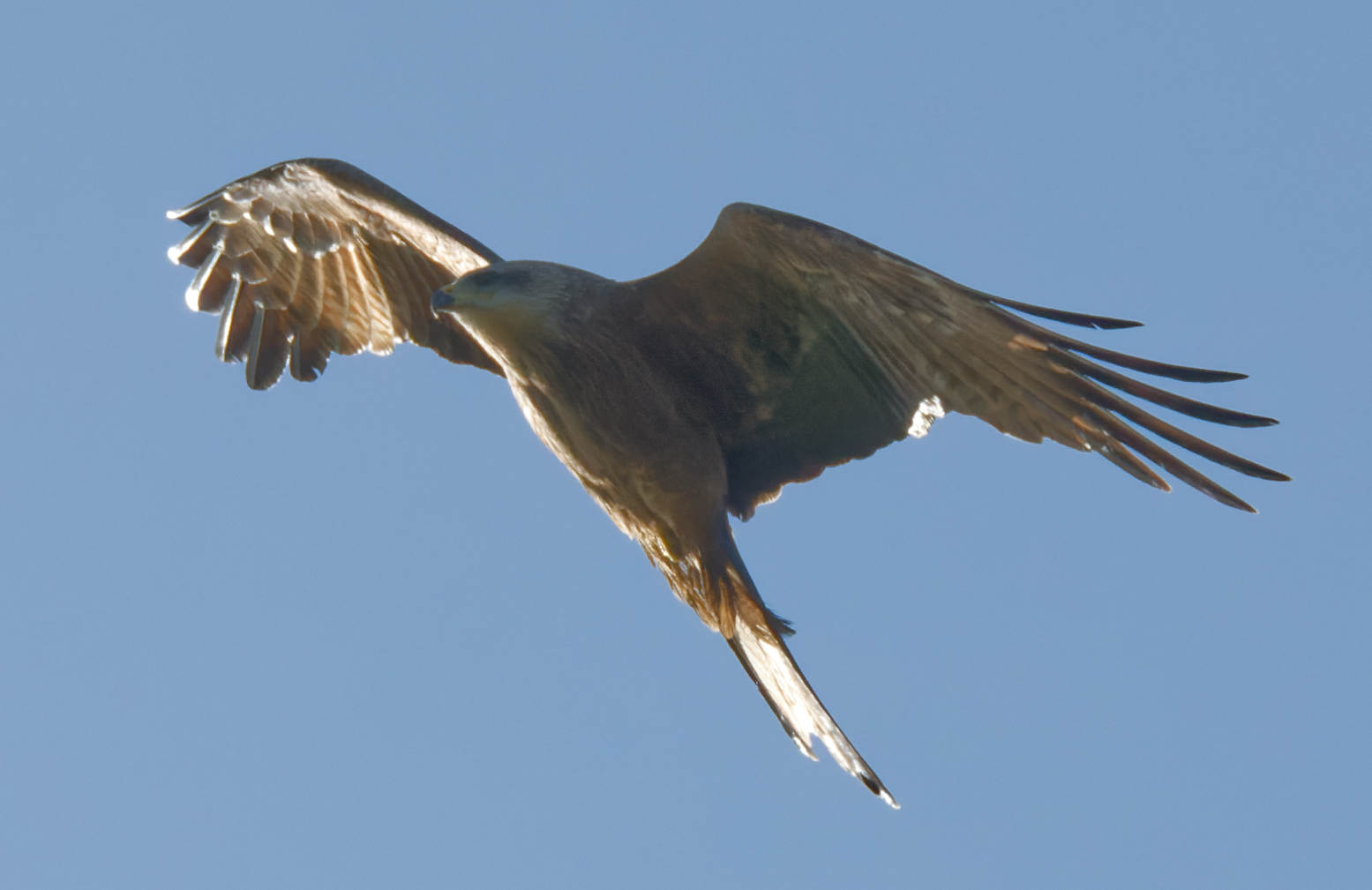 https://lemis.nyc3.digitaloceanspaces.com/grog/Photos/20250917/big/Birding-43-detail.jpeg