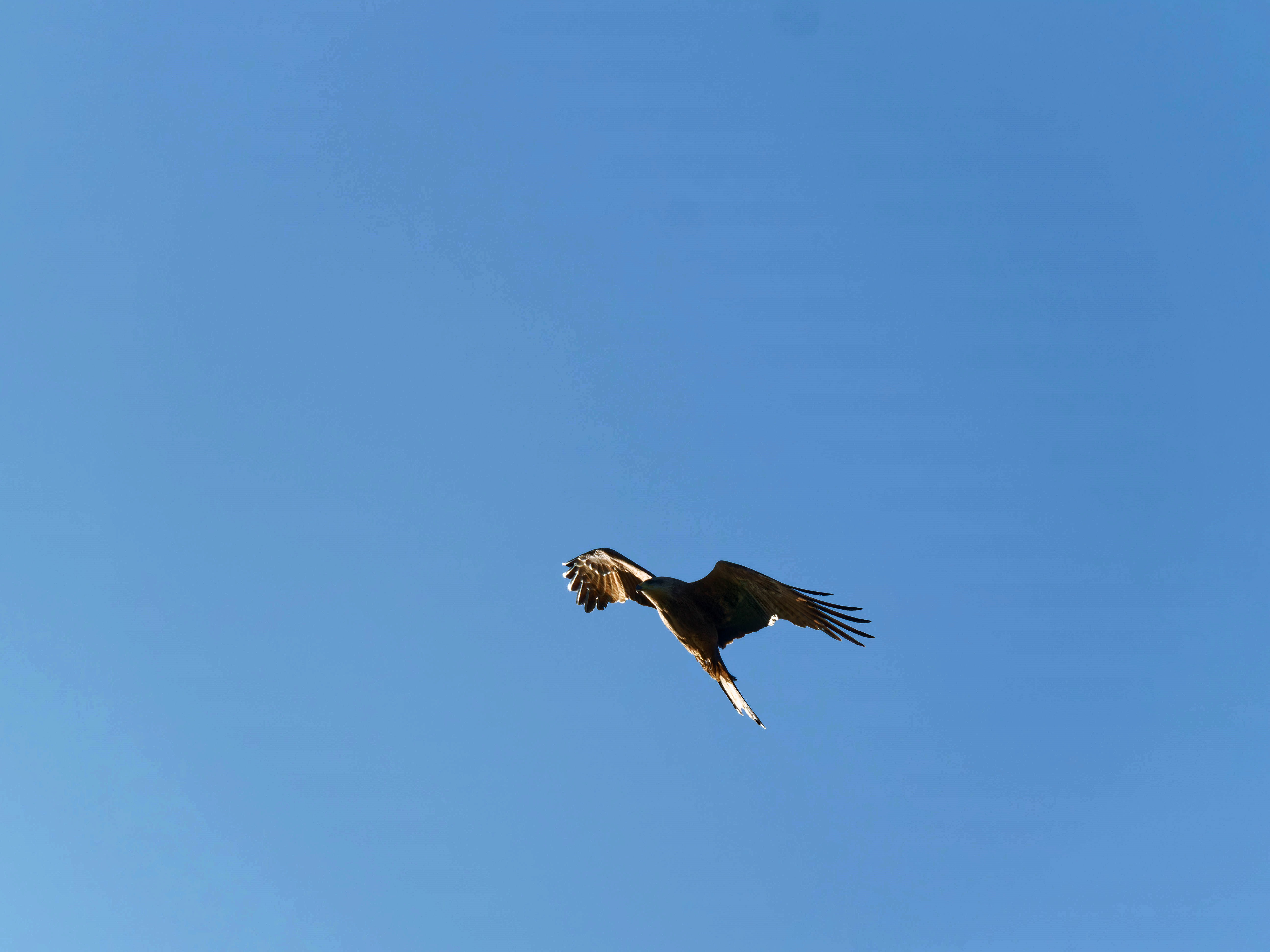 https://lemis.nyc3.digitaloceanspaces.com/grog/Photos/20250917/big/Birding-43.jpeg