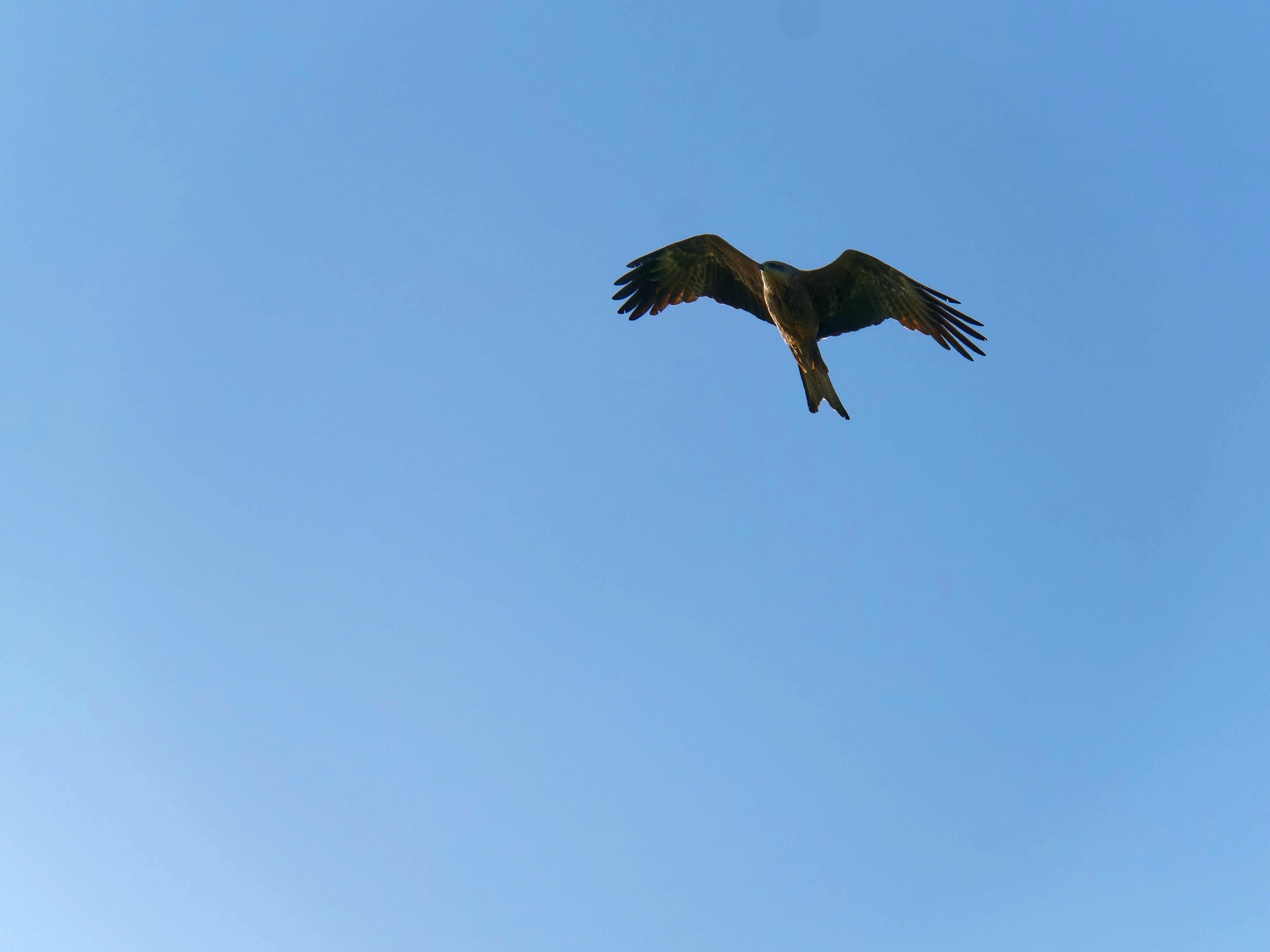 https://lemis.nyc3.digitaloceanspaces.com/grog/Photos/20250917/big/Birding-44.jpeg