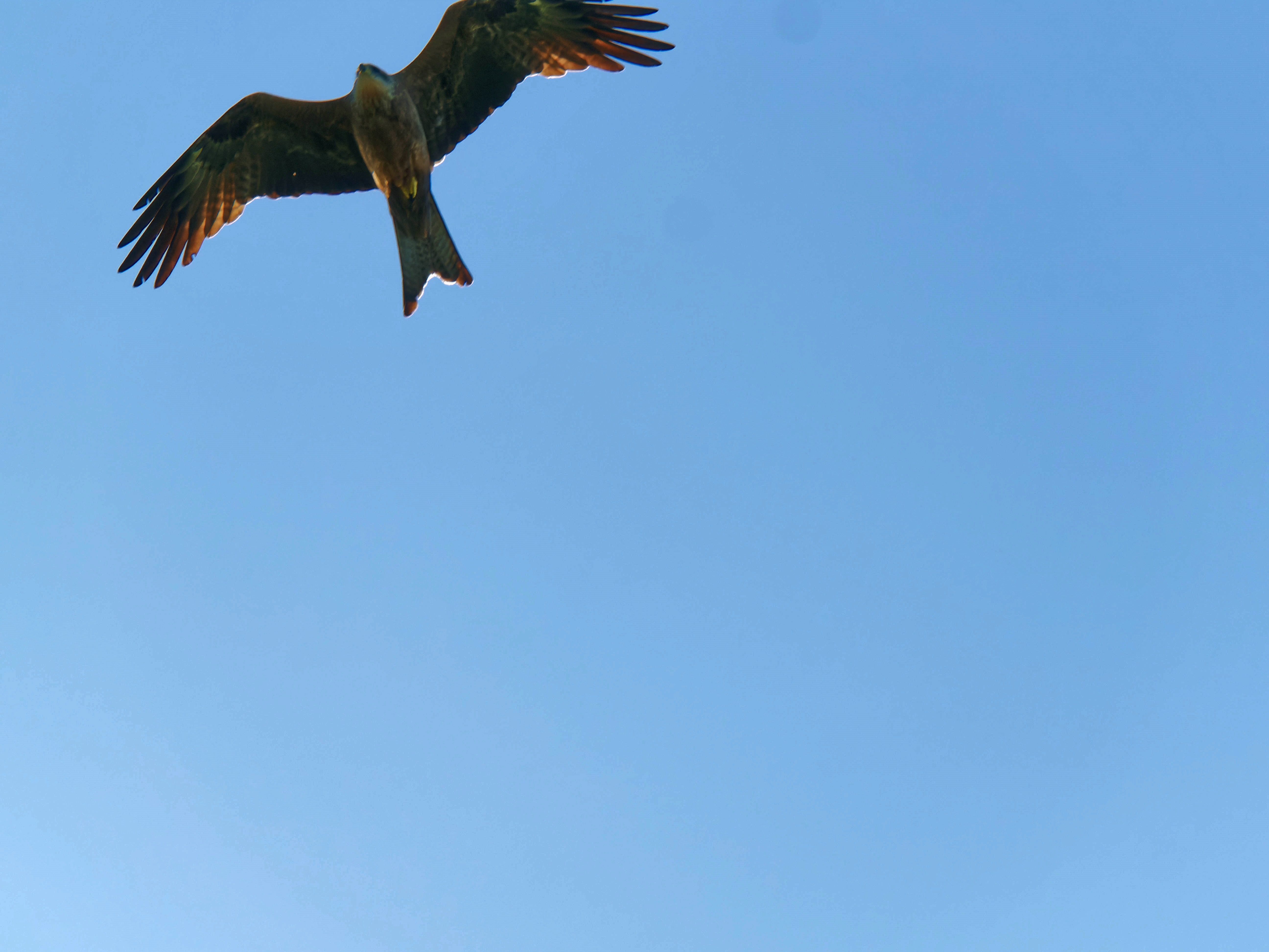 https://lemis.nyc3.digitaloceanspaces.com/grog/Photos/20250917/big/Birding-45.jpeg