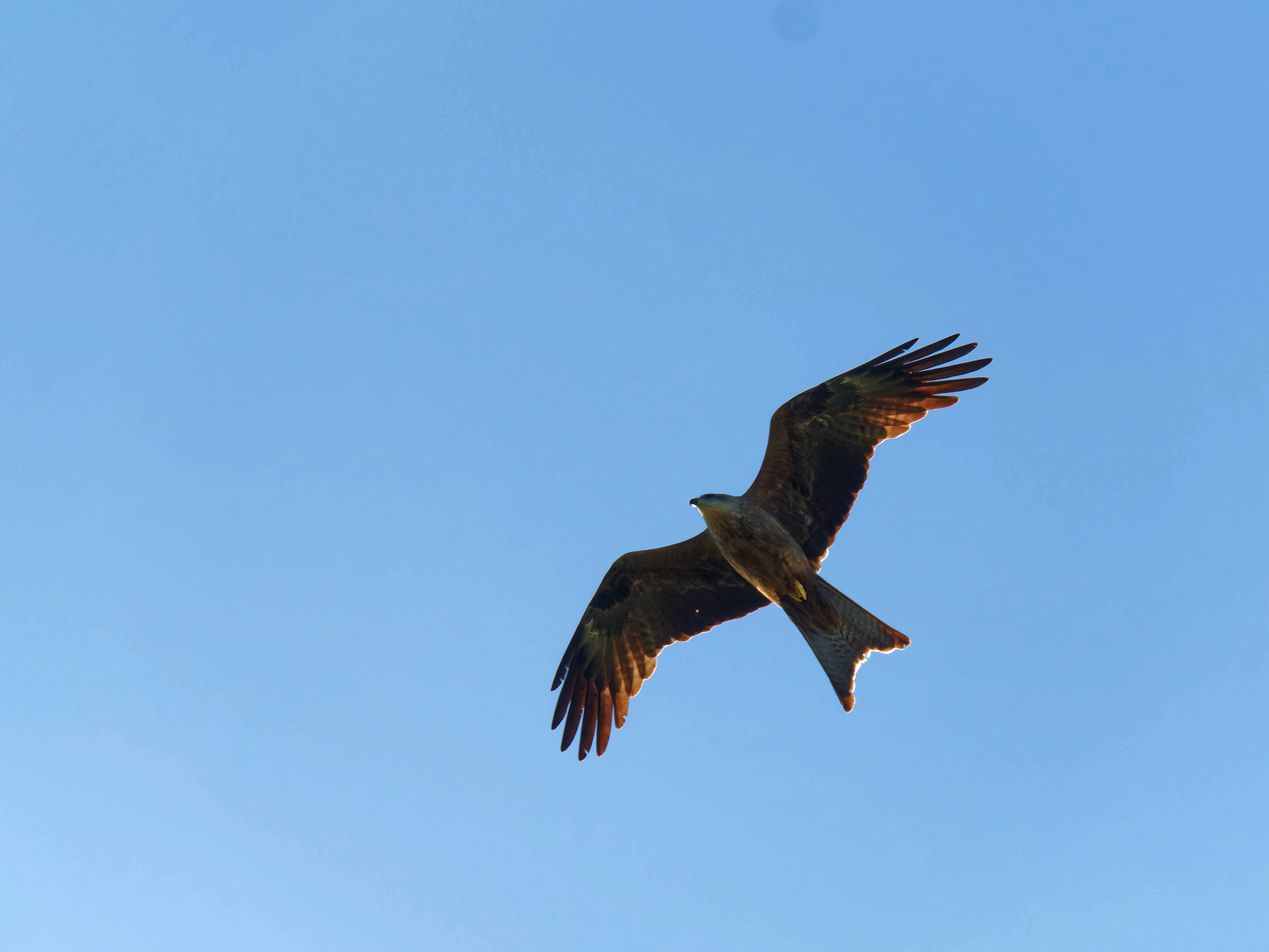 https://lemis.nyc3.digitaloceanspaces.com/grog/Photos/20250917/big/Birding-46.jpeg