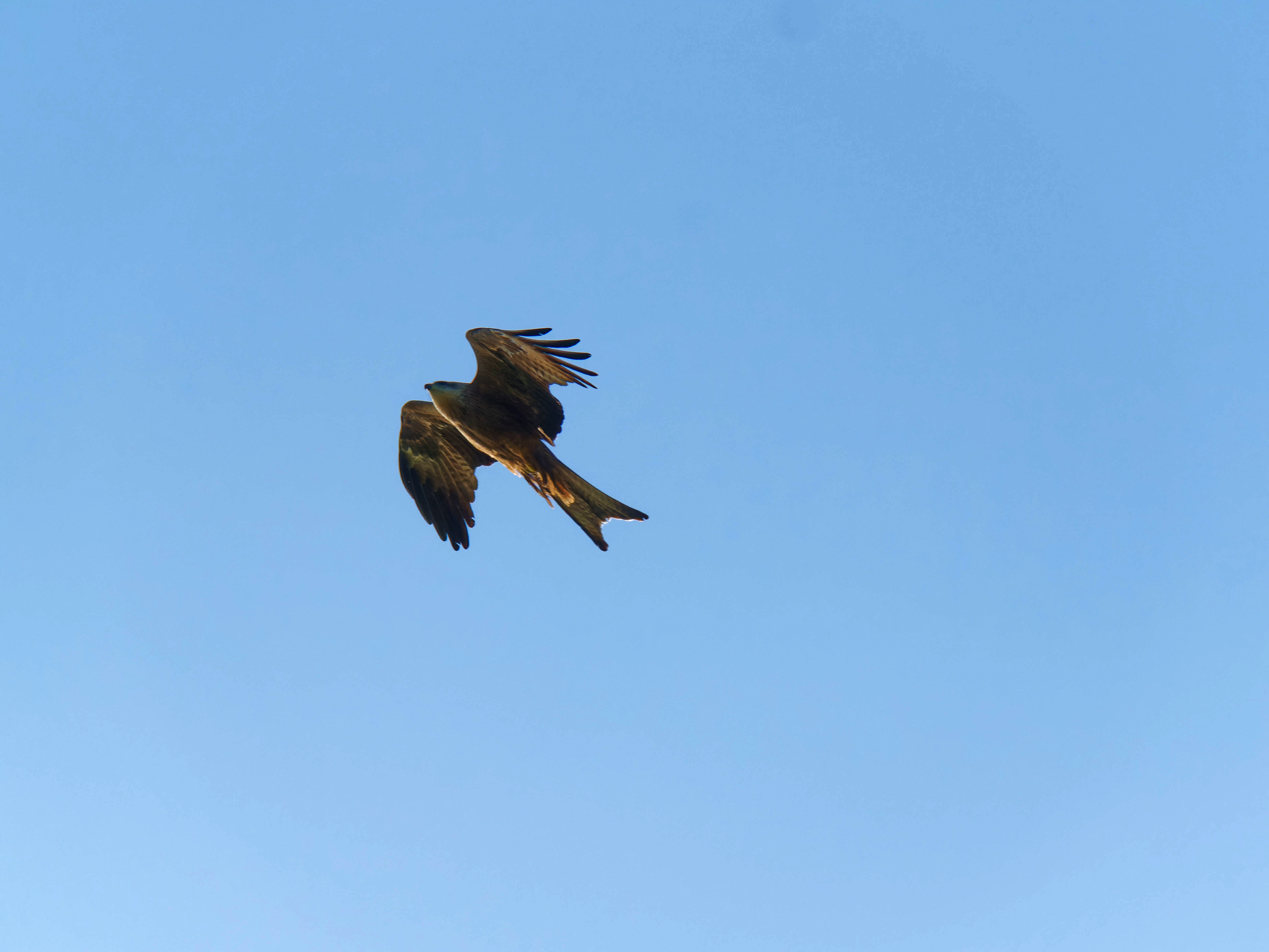https://lemis.nyc3.digitaloceanspaces.com/grog/Photos/20250917/big/Birding-47.jpeg