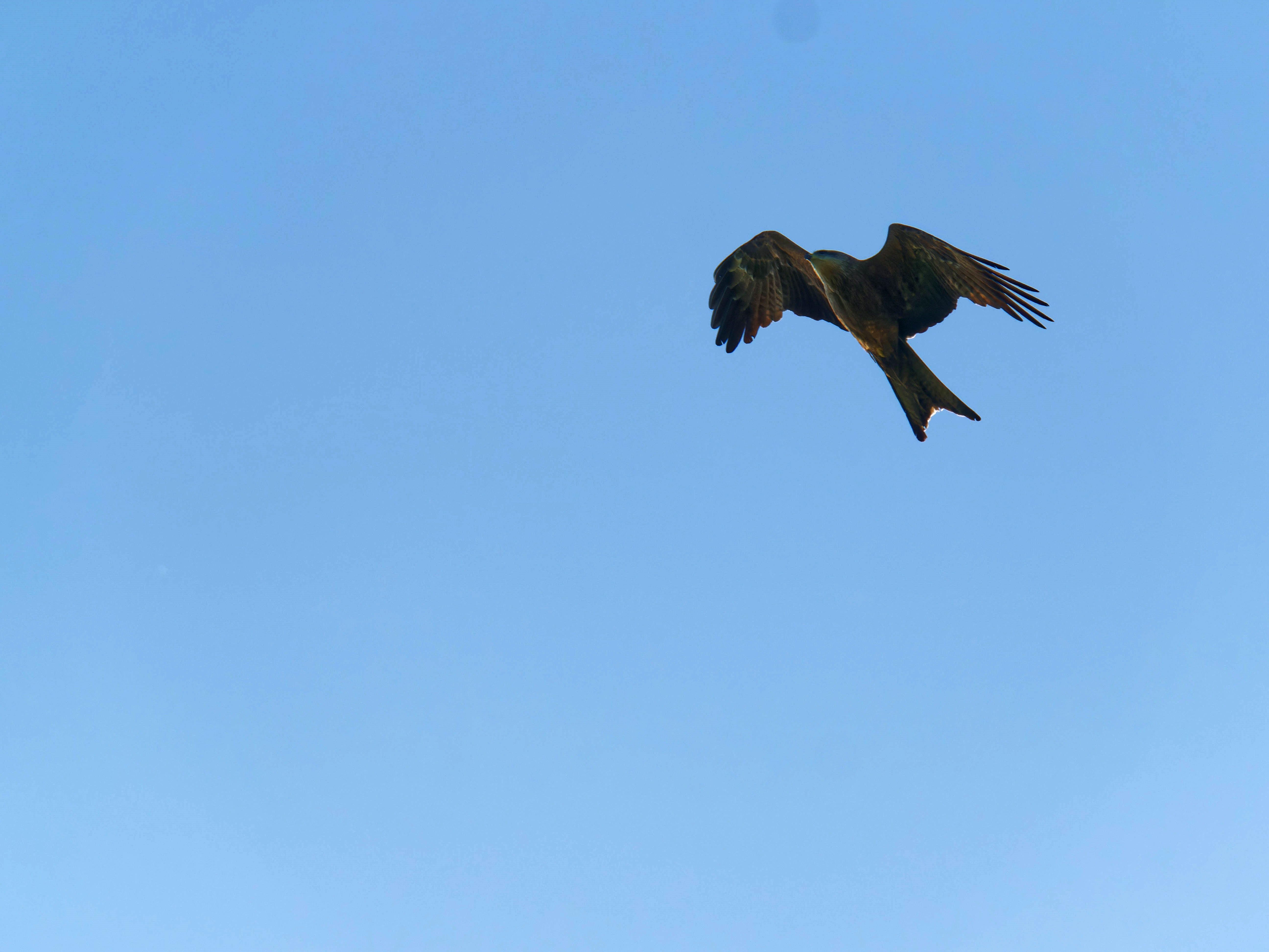 https://lemis.nyc3.digitaloceanspaces.com/grog/Photos/20250917/big/Birding-48.jpeg