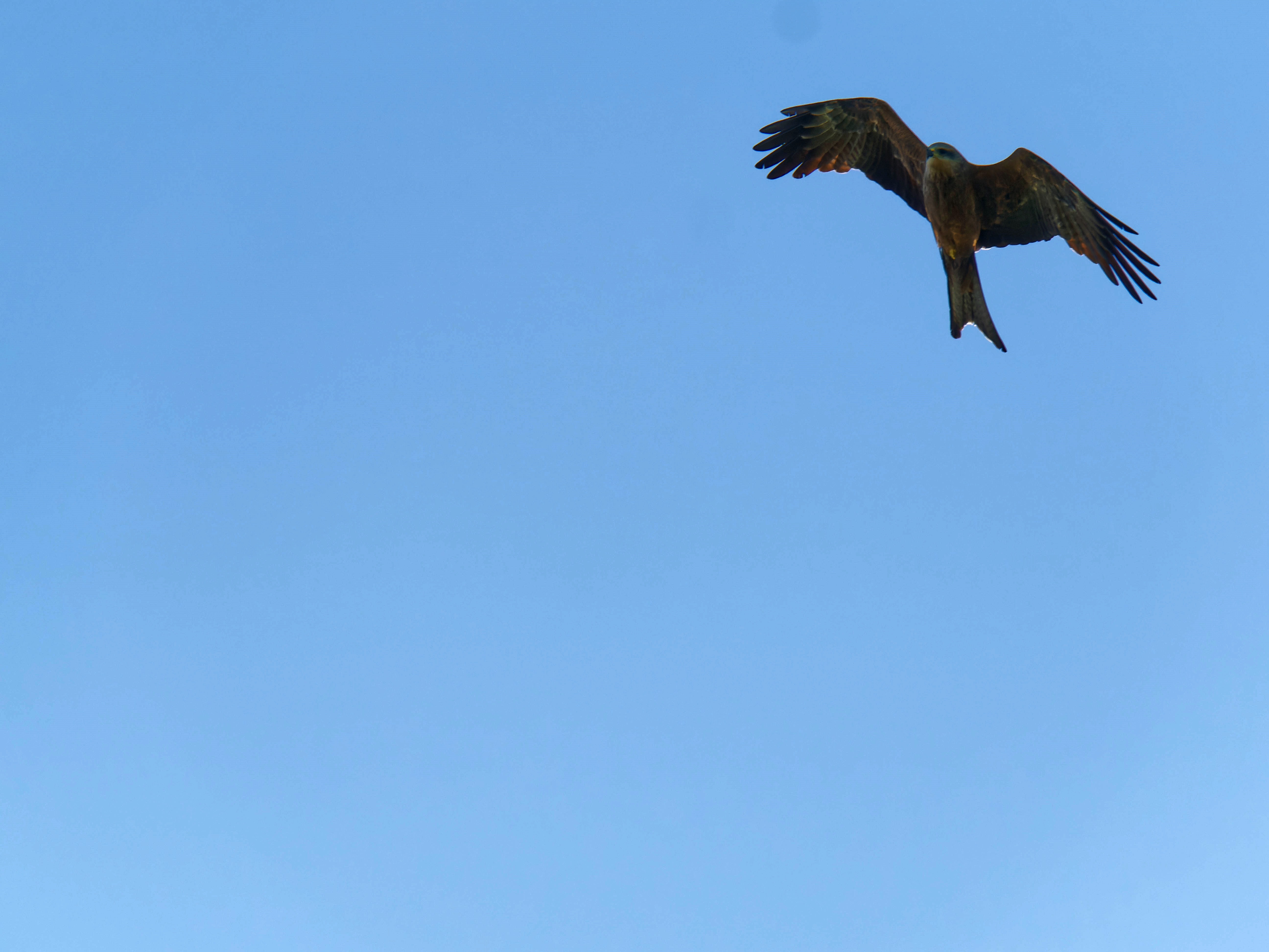 https://lemis.nyc3.digitaloceanspaces.com/grog/Photos/20250917/big/Birding-49.jpeg