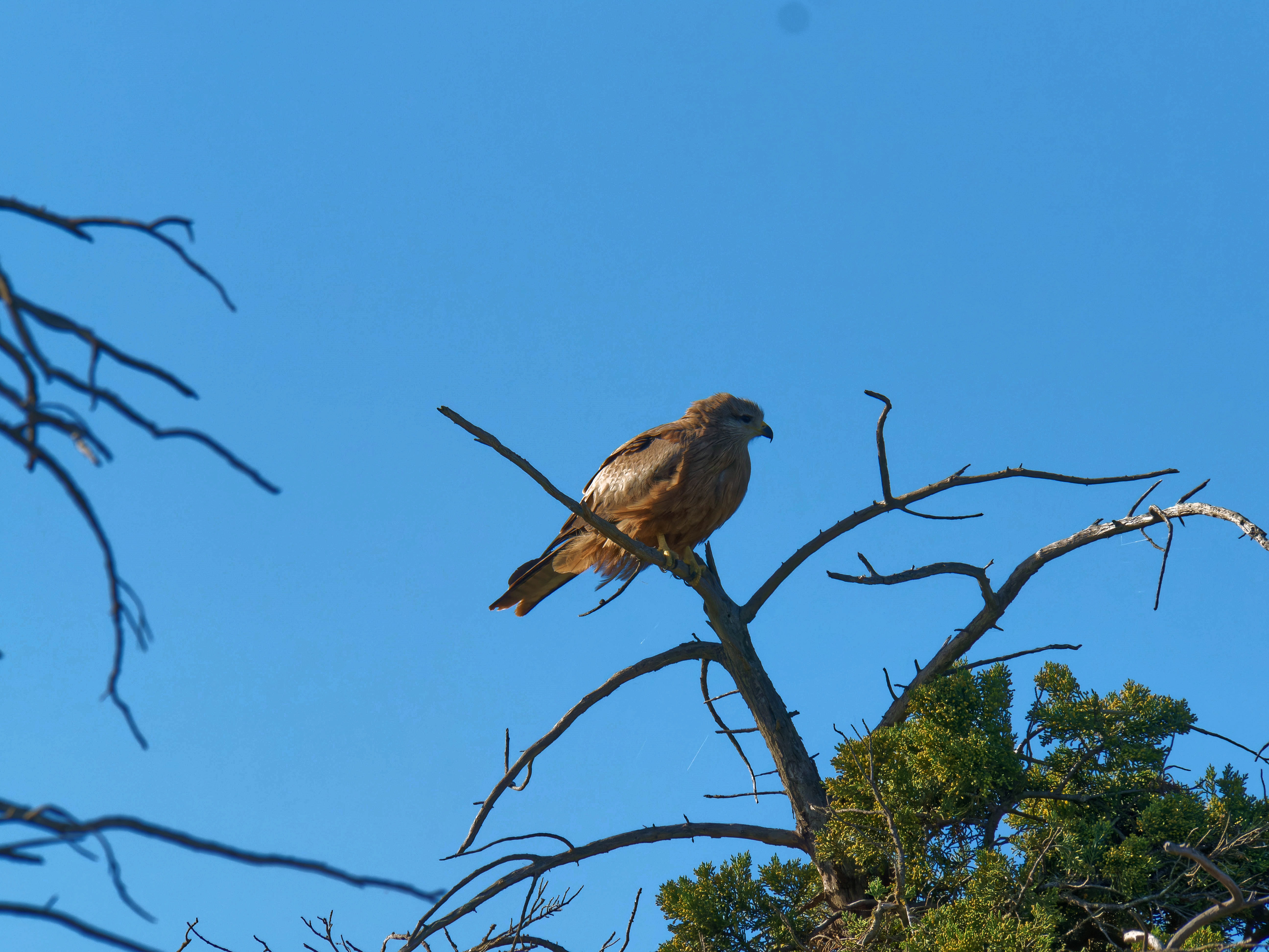 https://lemis.nyc3.digitaloceanspaces.com/grog/Photos/20250917/big/Birding-5.jpeg