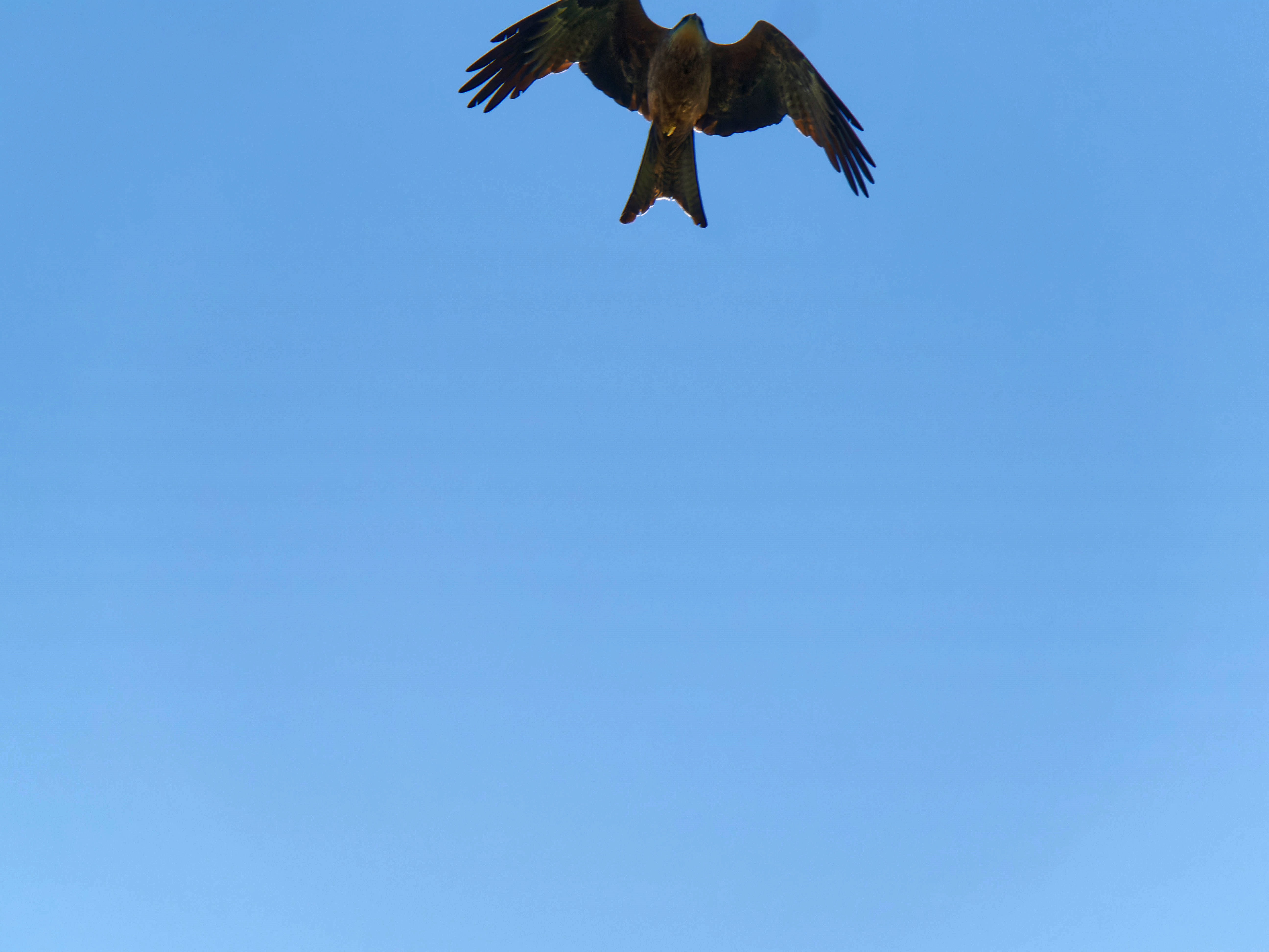 https://lemis.nyc3.digitaloceanspaces.com/grog/Photos/20250917/big/Birding-50.jpeg