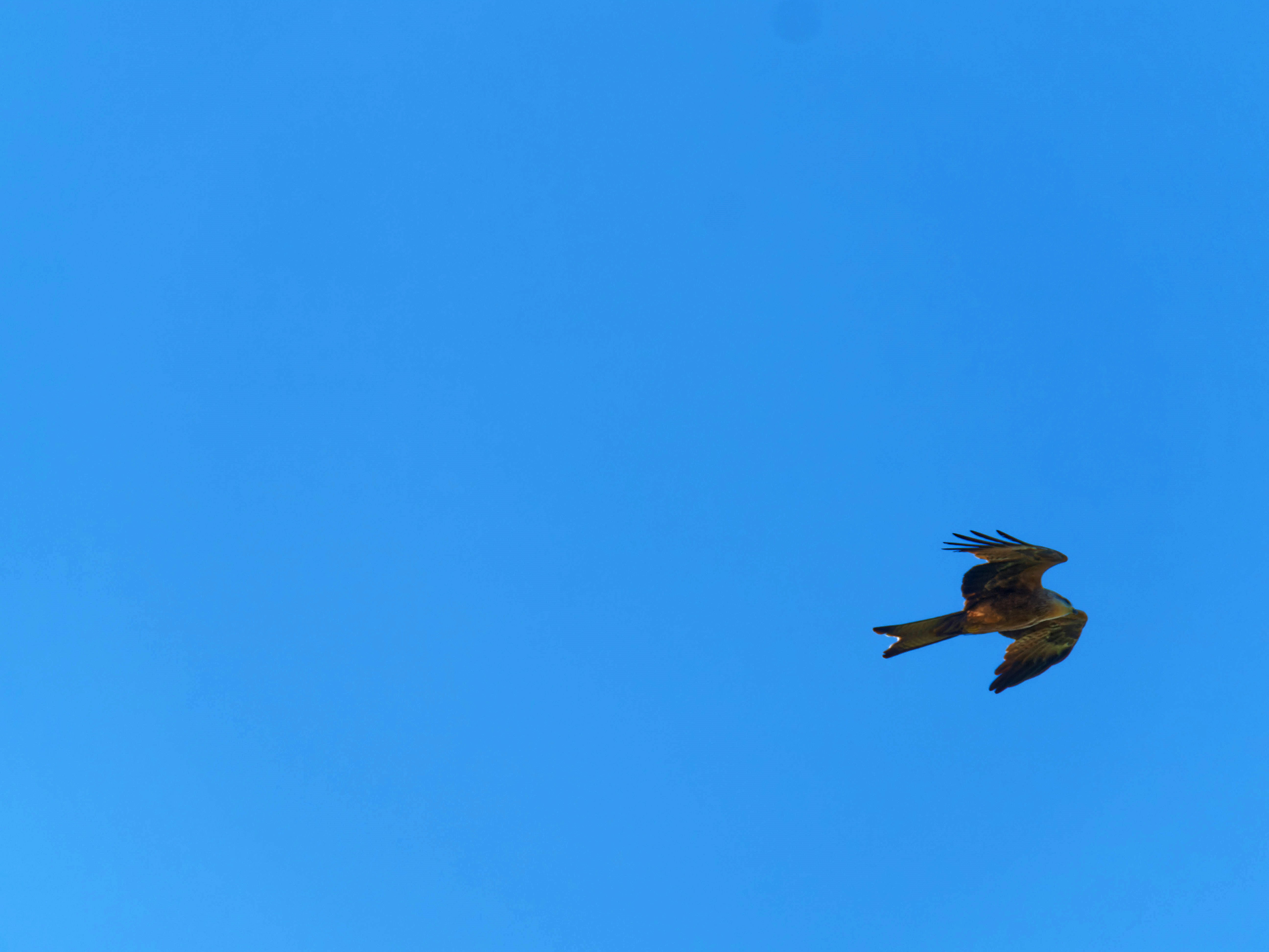 https://lemis.nyc3.digitaloceanspaces.com/grog/Photos/20250917/big/Birding-51.jpeg