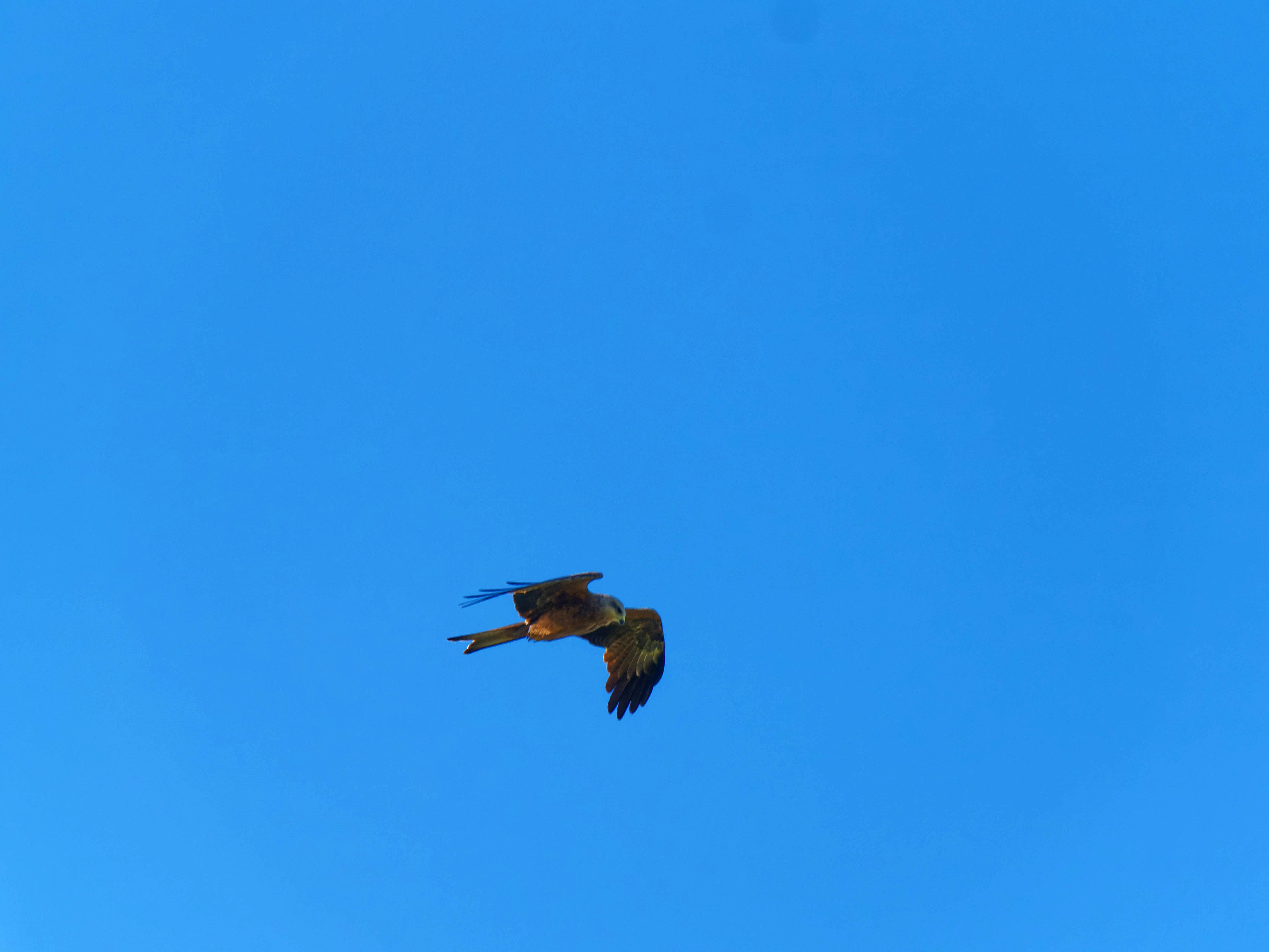 https://lemis.nyc3.digitaloceanspaces.com/grog/Photos/20250917/big/Birding-52.jpeg