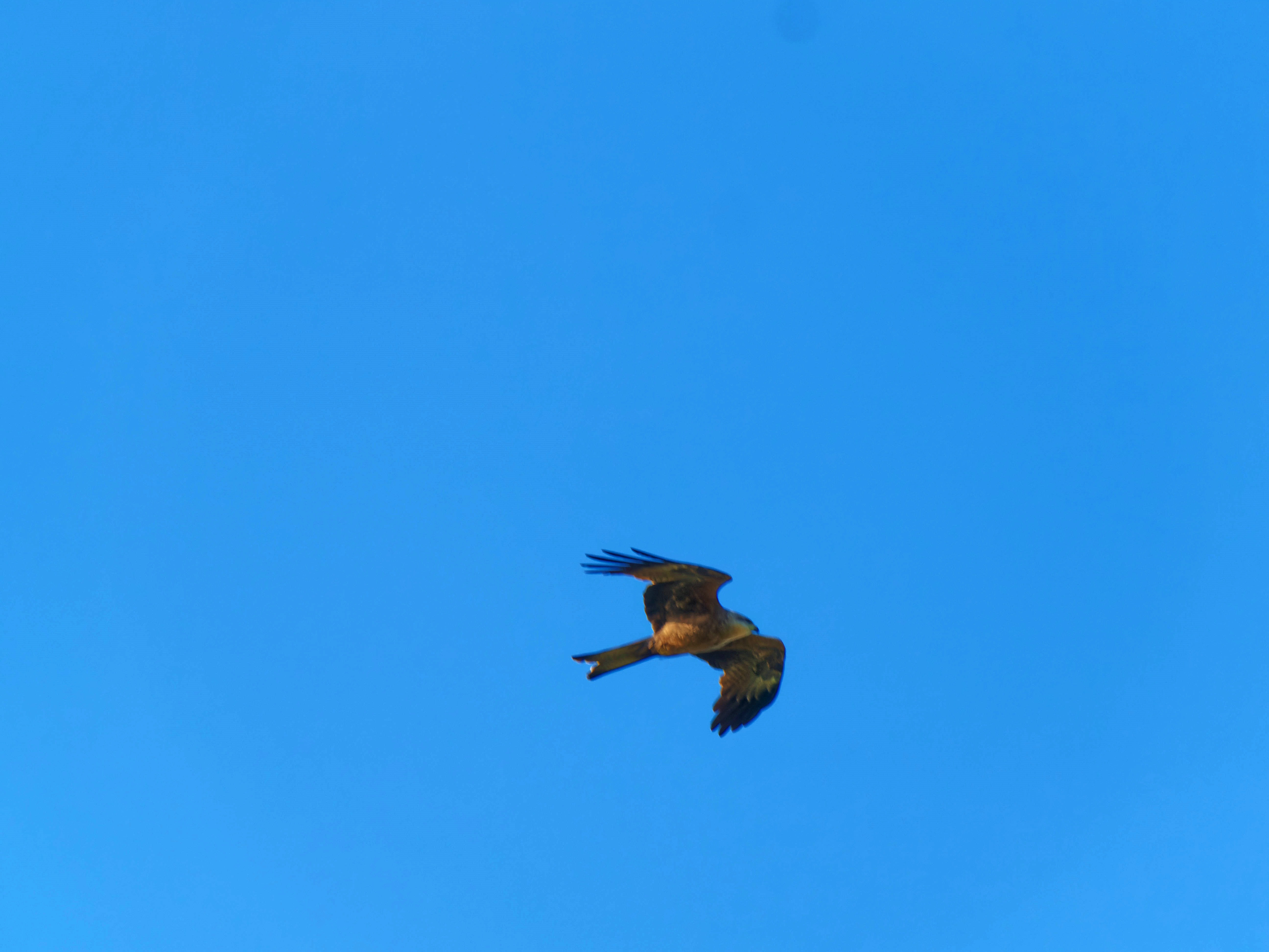 https://lemis.nyc3.digitaloceanspaces.com/grog/Photos/20250917/big/Birding-53.jpeg