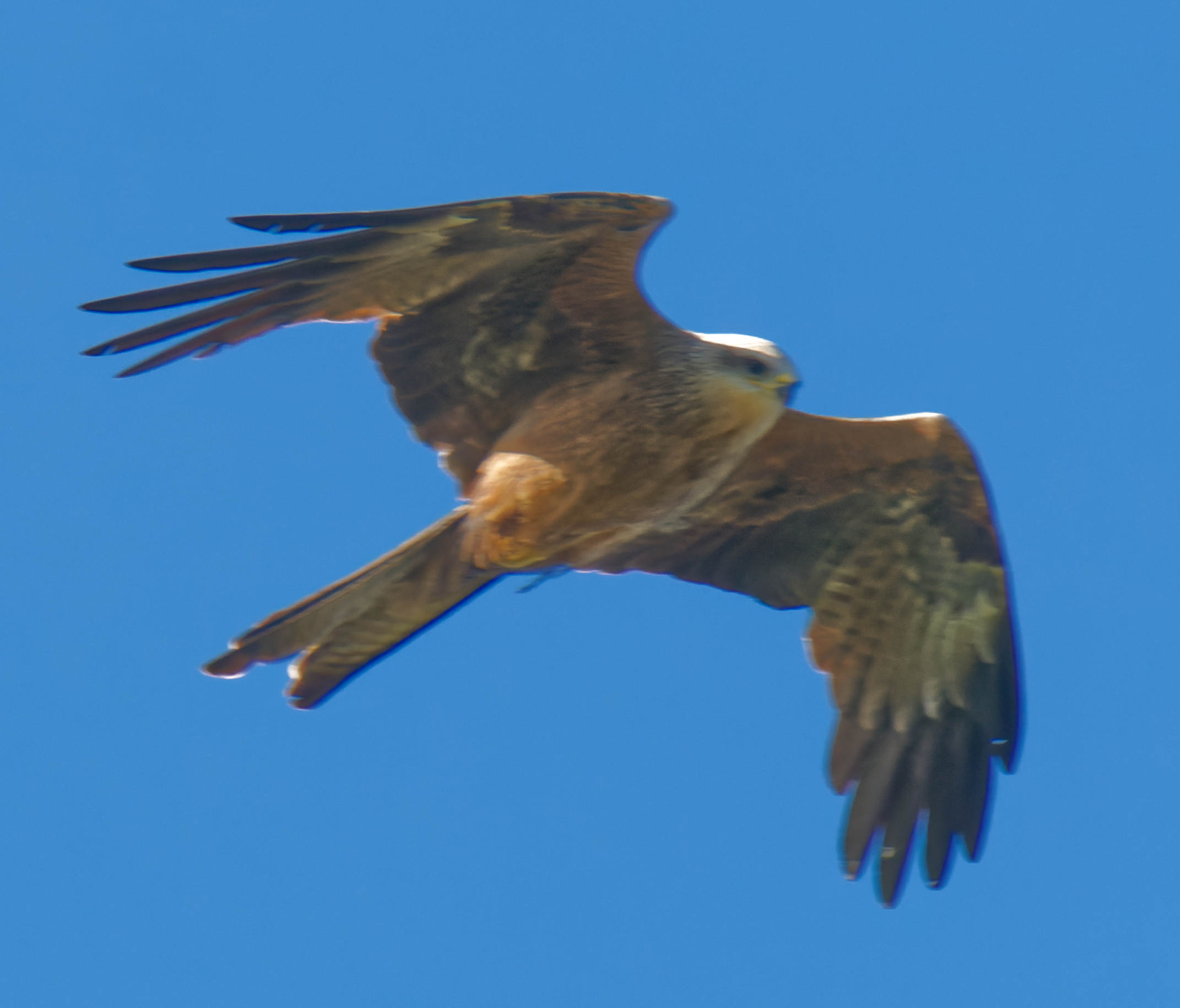https://lemis.nyc3.digitaloceanspaces.com/grog/Photos/20250917/big/Birding-54-detail.jpeg