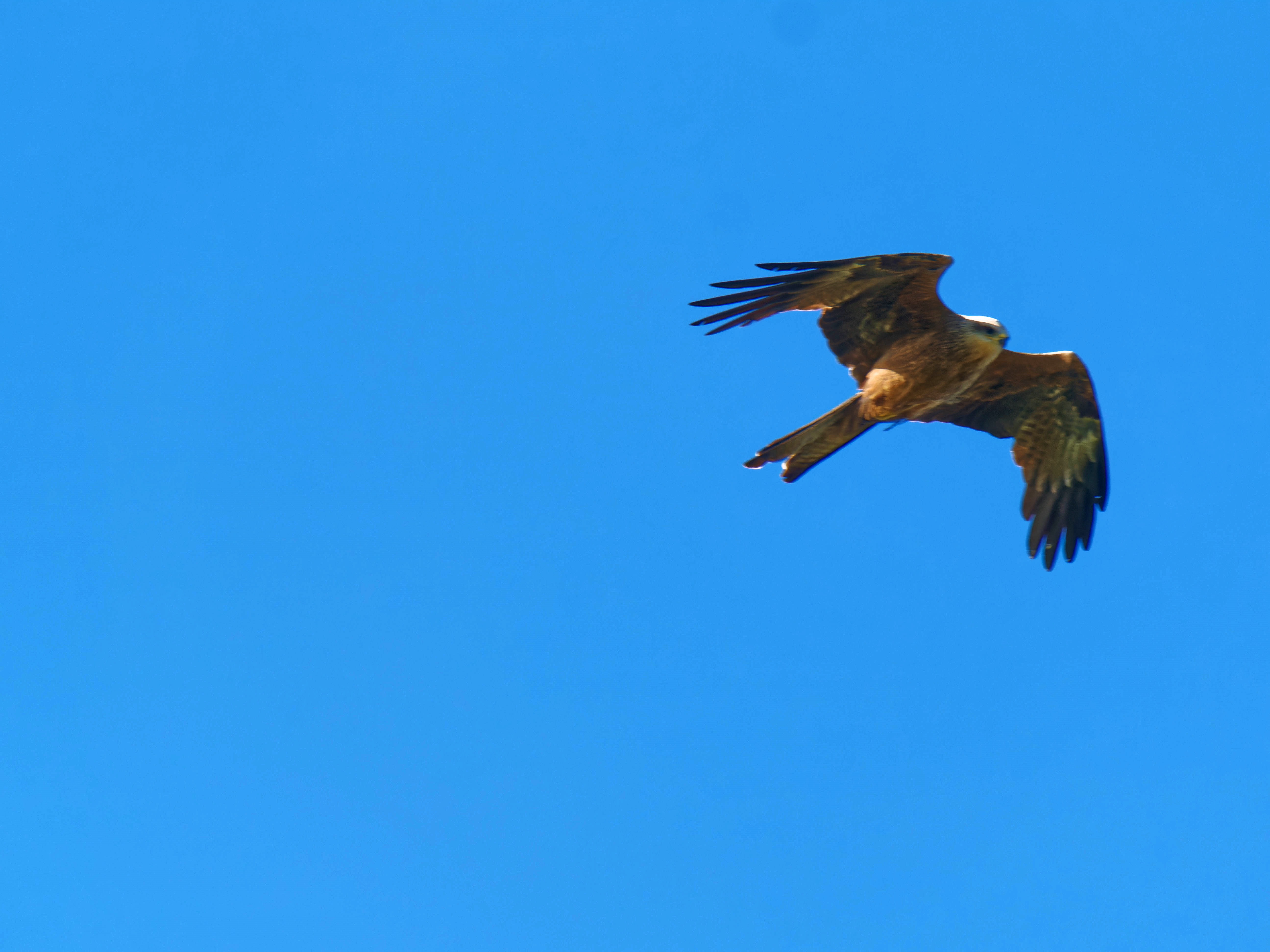 https://lemis.nyc3.digitaloceanspaces.com/grog/Photos/20250917/big/Birding-54.jpeg