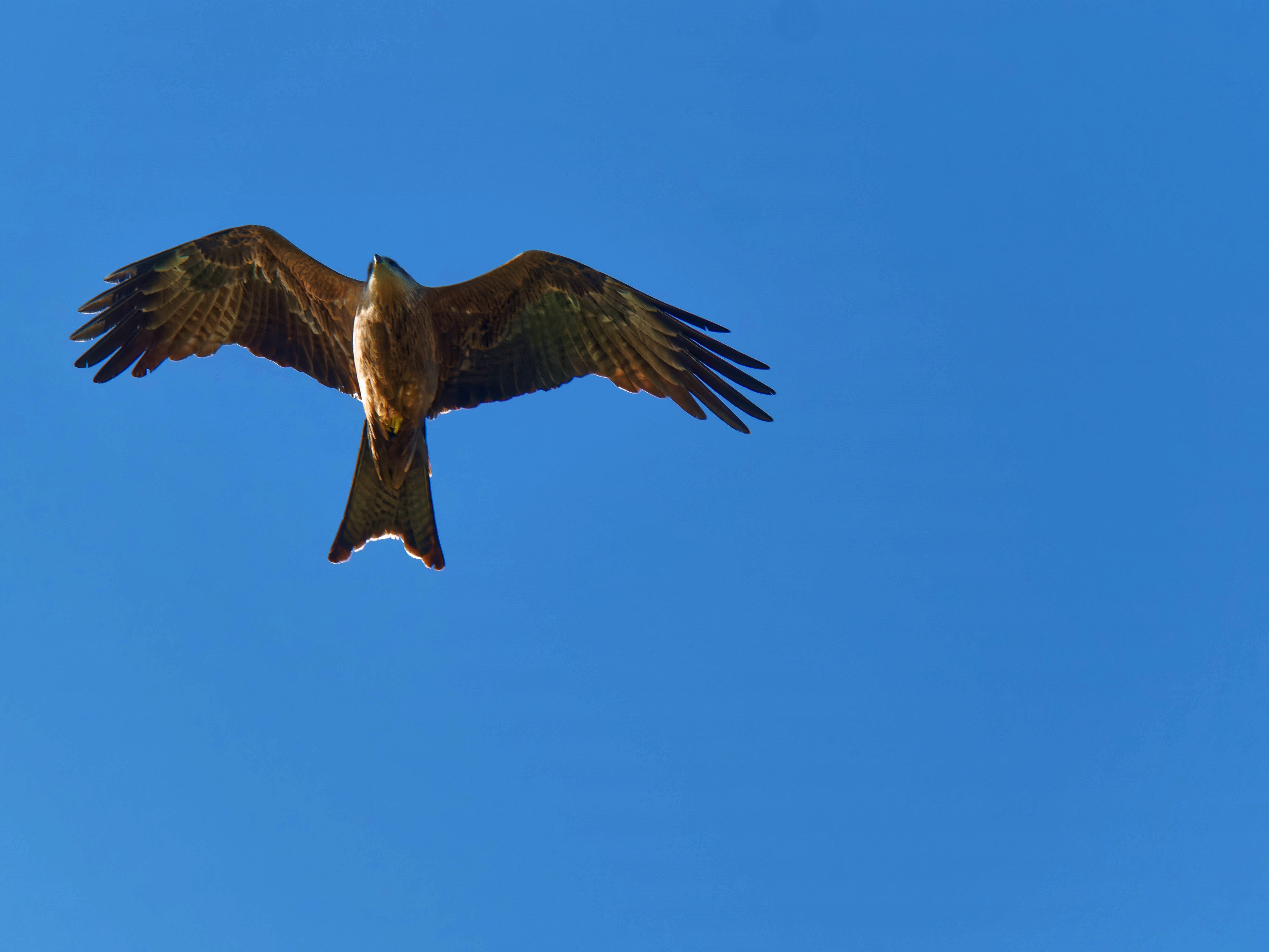 https://lemis.nyc3.digitaloceanspaces.com/grog/Photos/20250917/big/Birding-56.jpeg