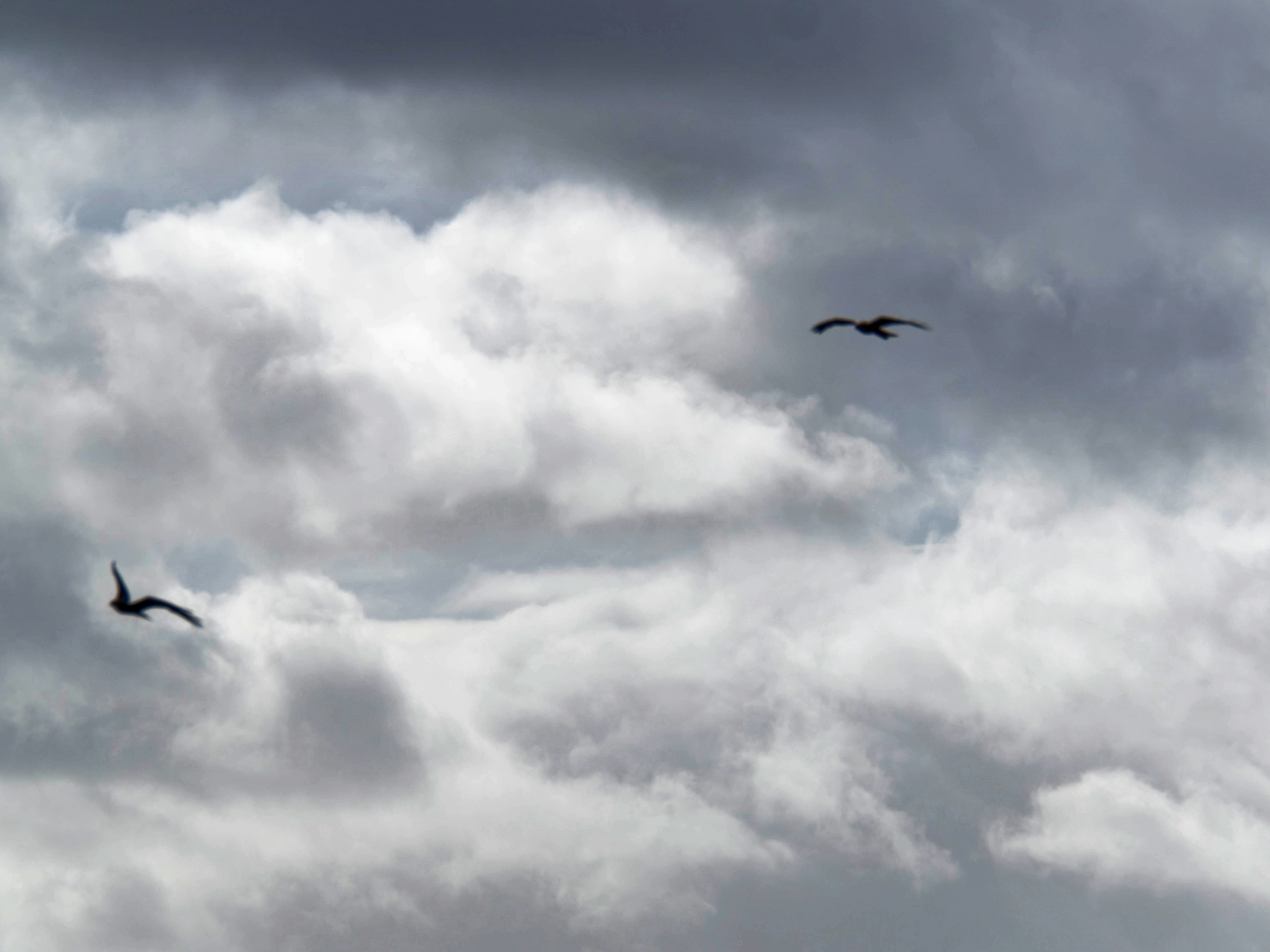 https://lemis.nyc3.digitaloceanspaces.com/grog/Photos/20250917/big/Birding-59.jpeg