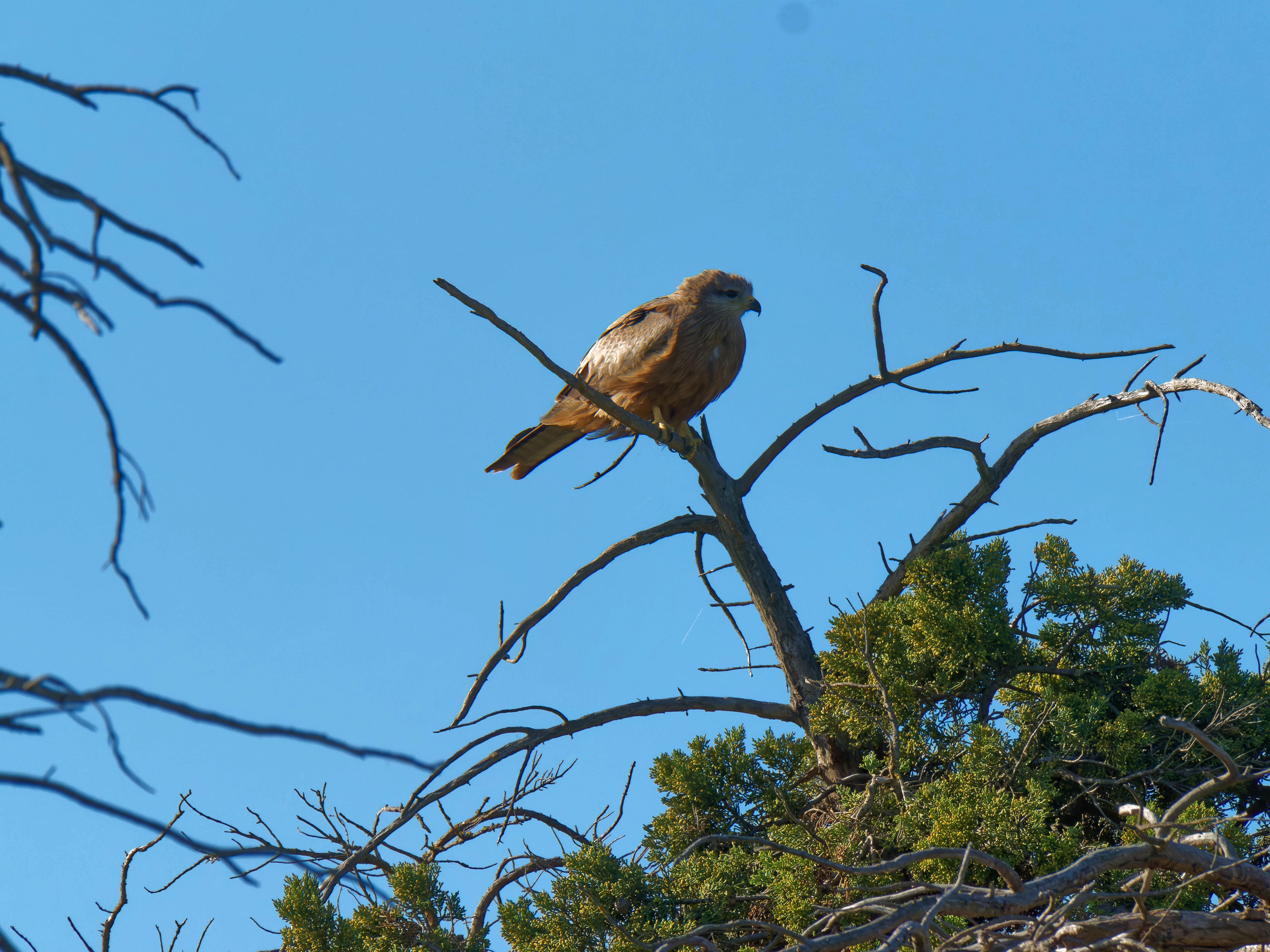 https://lemis.nyc3.digitaloceanspaces.com/grog/Photos/20250917/big/Birding-6.jpeg