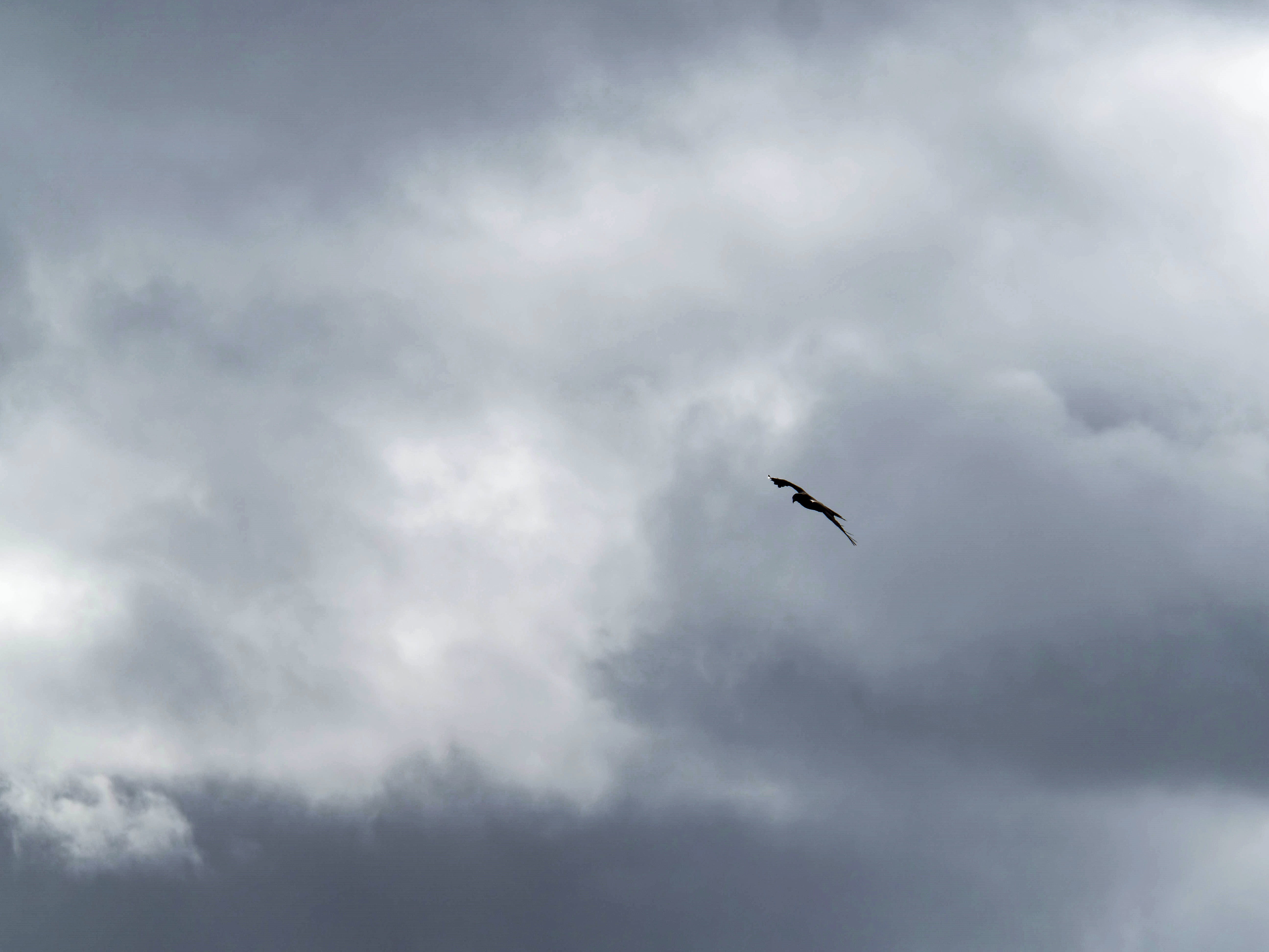 https://lemis.nyc3.digitaloceanspaces.com/grog/Photos/20250917/big/Birding-61.jpeg