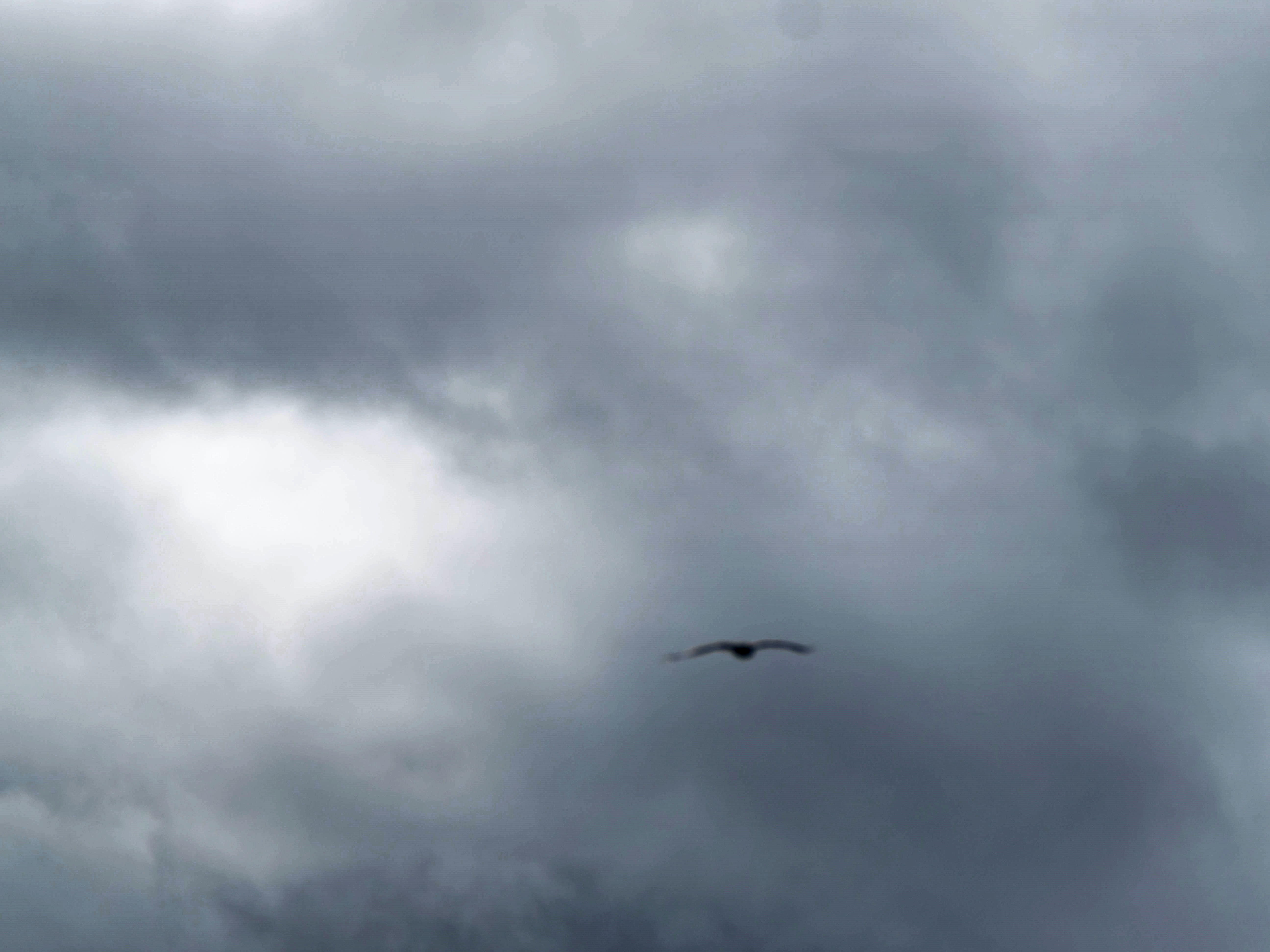 https://lemis.nyc3.digitaloceanspaces.com/grog/Photos/20250917/big/Birding-64.jpeg