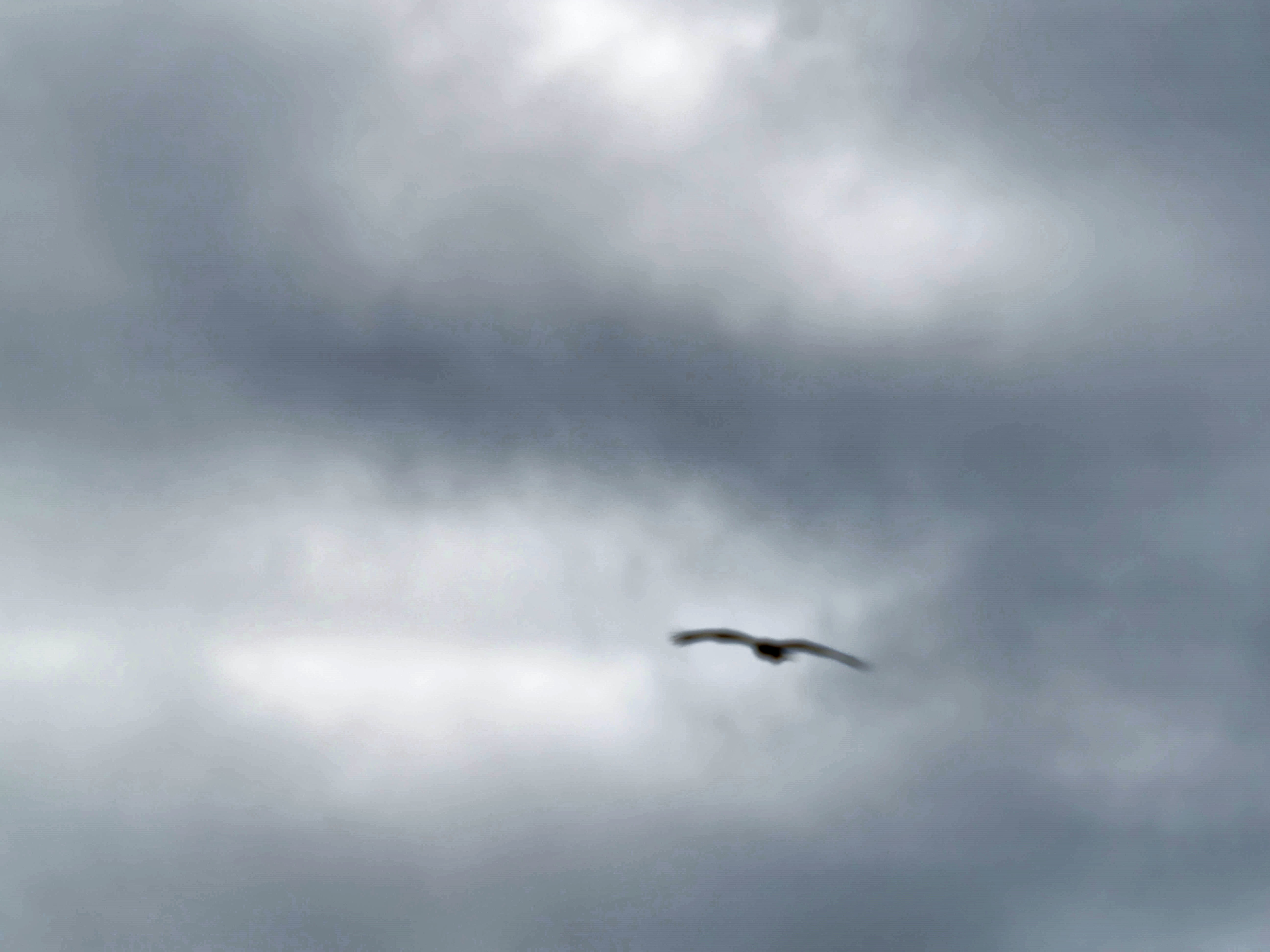 https://lemis.nyc3.digitaloceanspaces.com/grog/Photos/20250917/big/Birding-65.jpeg