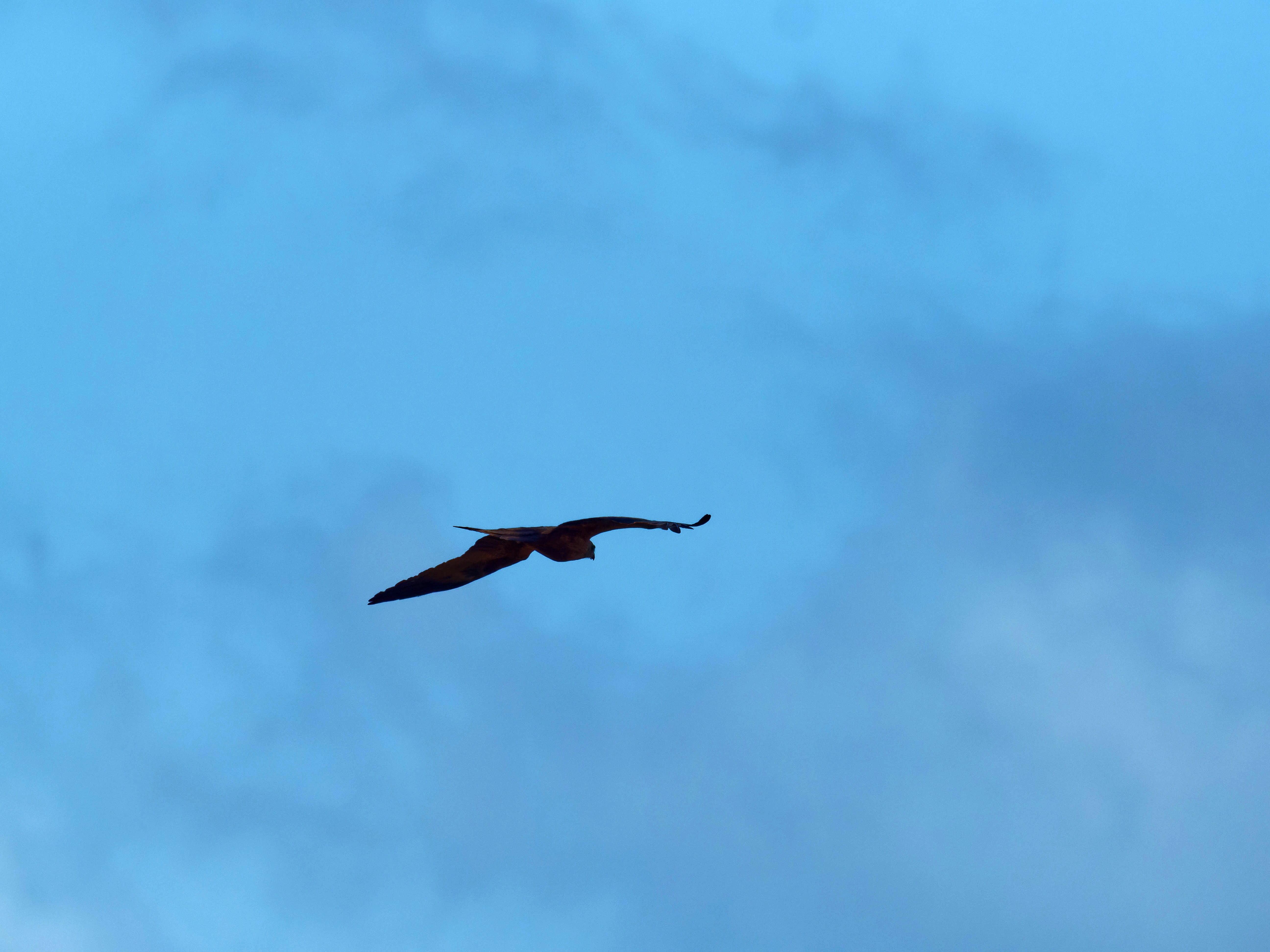 https://lemis.nyc3.digitaloceanspaces.com/grog/Photos/20250917/big/Birding-68.jpeg