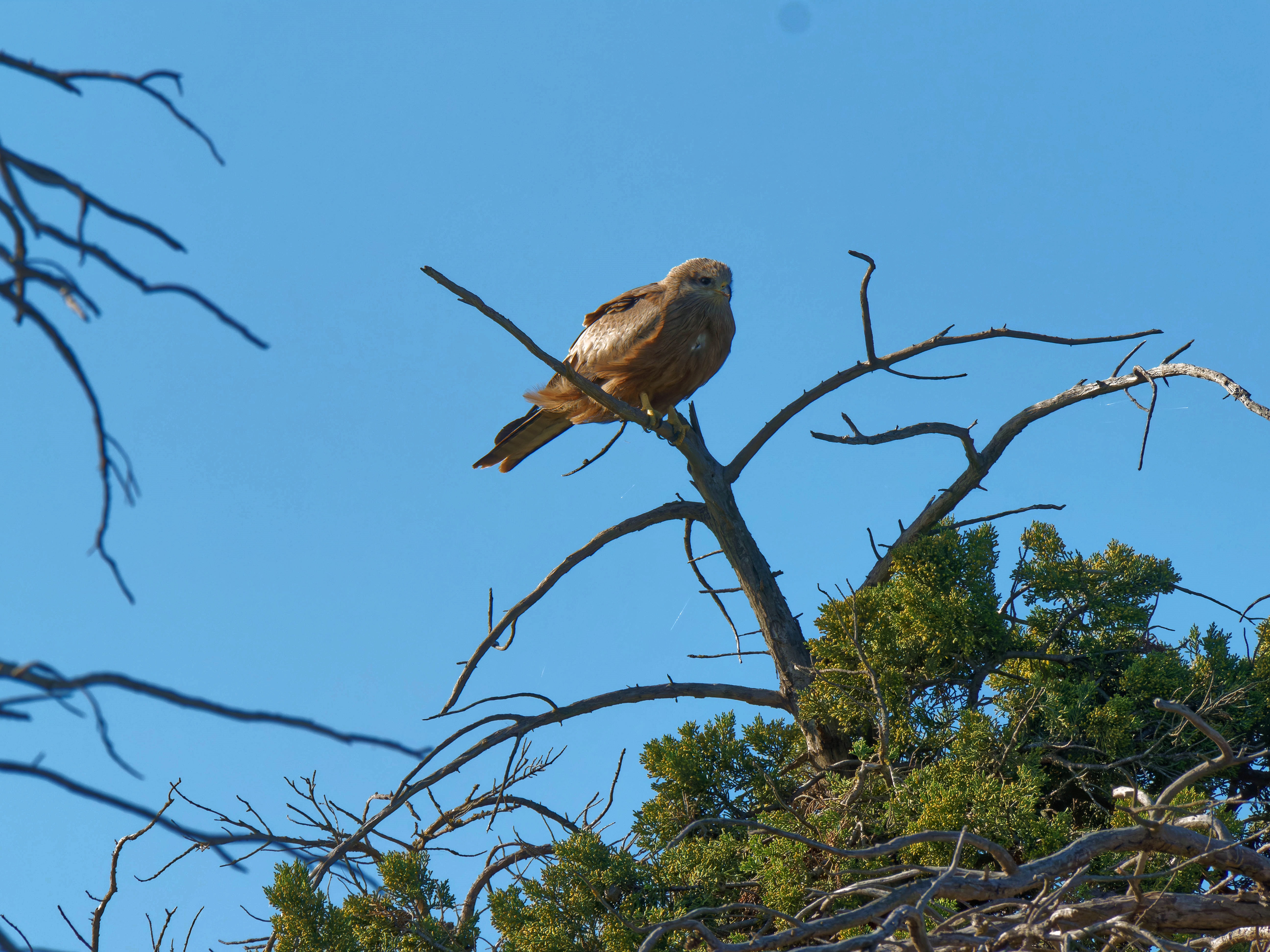 https://lemis.nyc3.digitaloceanspaces.com/grog/Photos/20250917/big/Birding-7.jpeg
