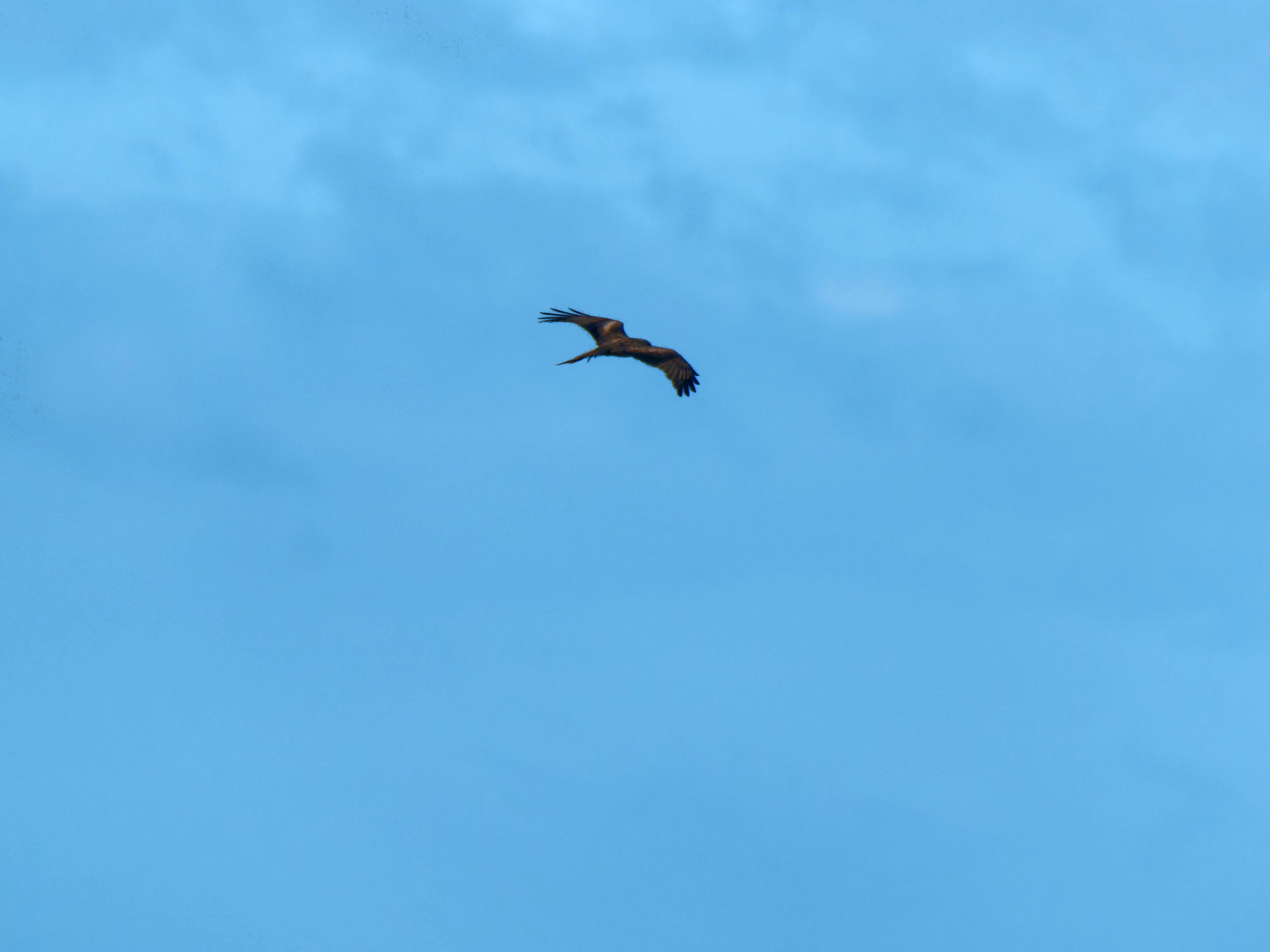 https://lemis.nyc3.digitaloceanspaces.com/grog/Photos/20250917/big/Birding-70.jpeg
