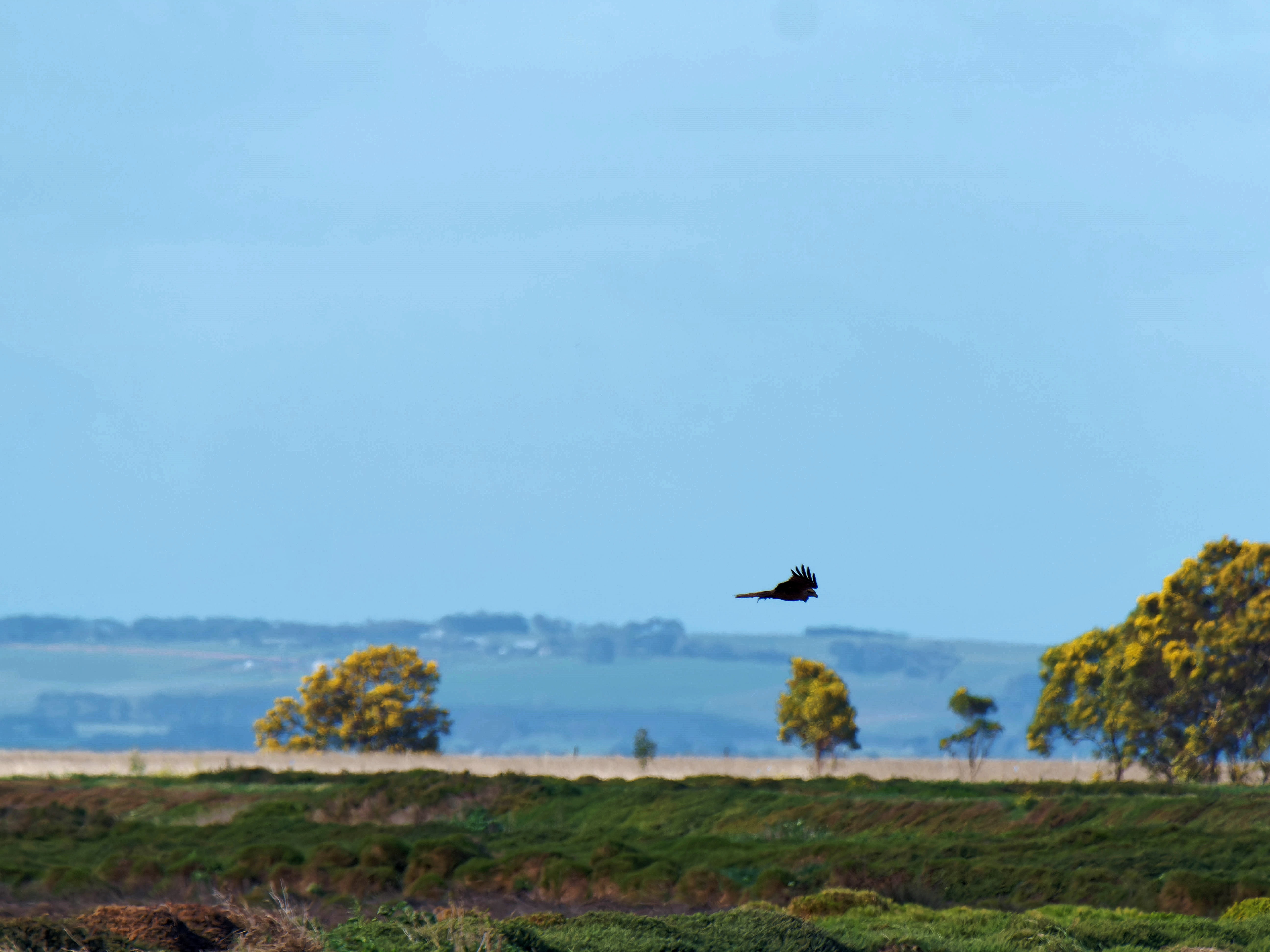 https://lemis.nyc3.digitaloceanspaces.com/grog/Photos/20250917/big/Birding-71.jpeg