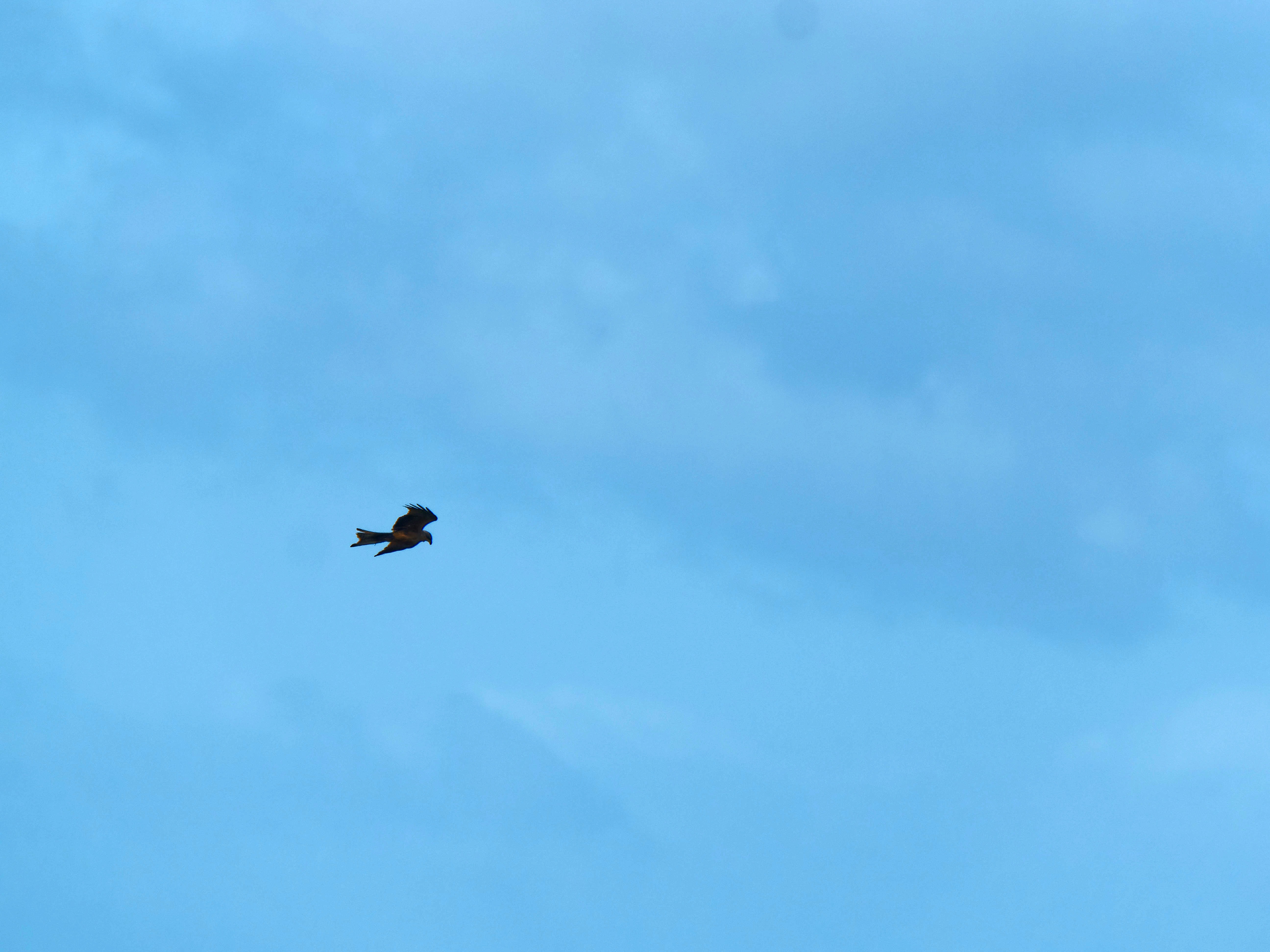 https://lemis.nyc3.digitaloceanspaces.com/grog/Photos/20250917/big/Birding-72.jpeg