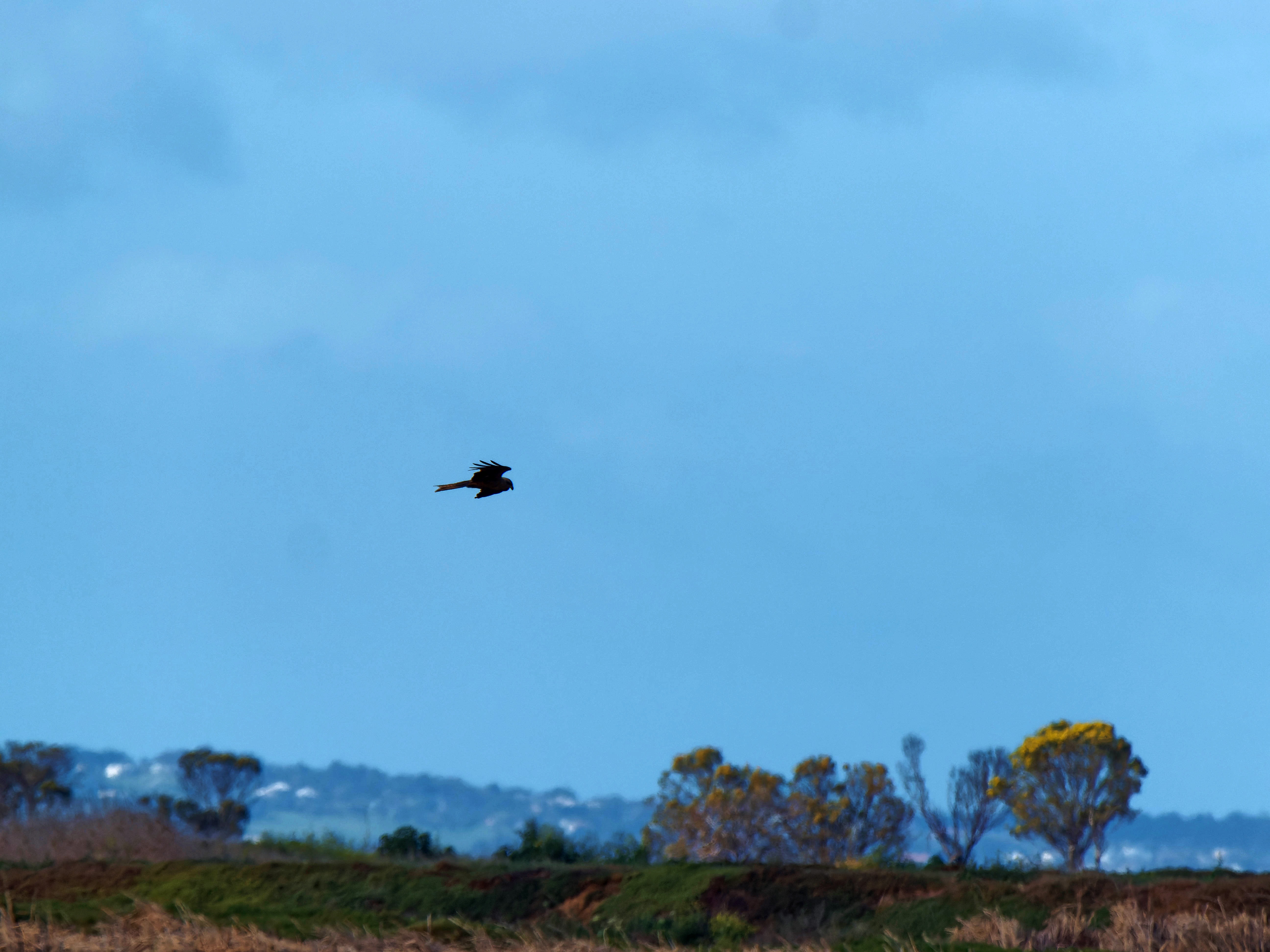 https://lemis.nyc3.digitaloceanspaces.com/grog/Photos/20250917/big/Birding-73.jpeg